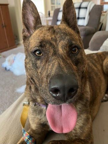 Lainey, ADOPTABLE, Young Female German Shepherd Dog.