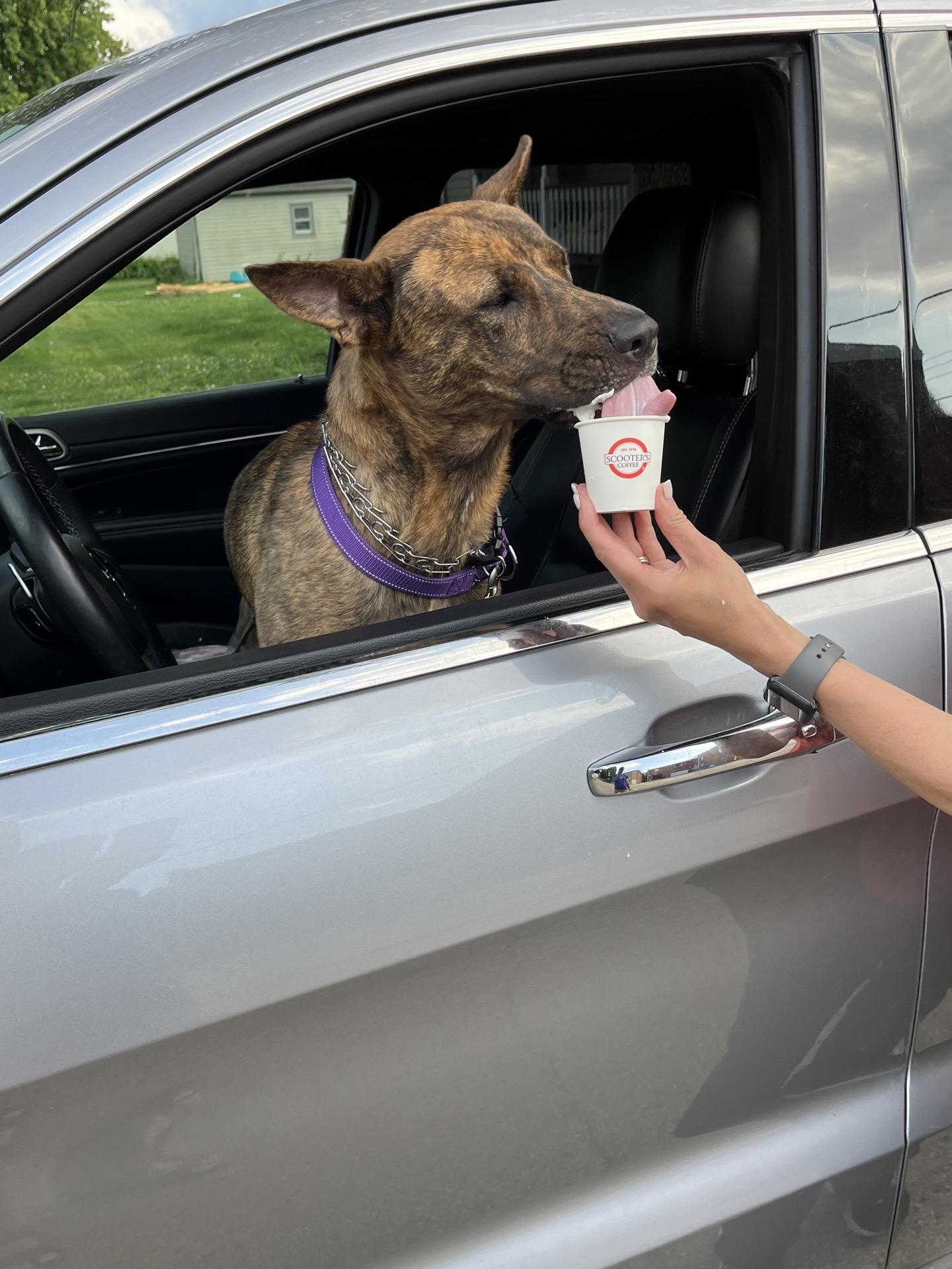 Enlarge Lainey, a ADOPTABLE mixed breed in Oswego, IL image 5/6