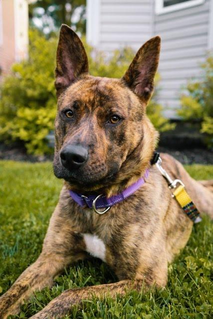 Lainey, a ADOPTABLE mixed breed in Oswego, IL image 2/4