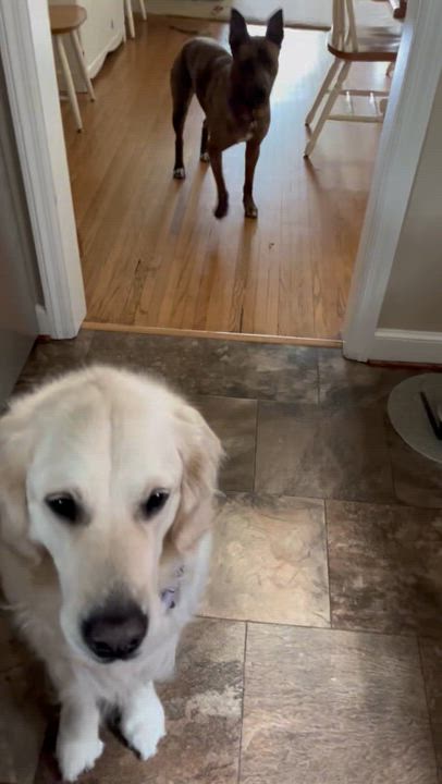 Enlarge Lainey, a ADOPTABLE mixed breed in Oswego, IL video 6/6