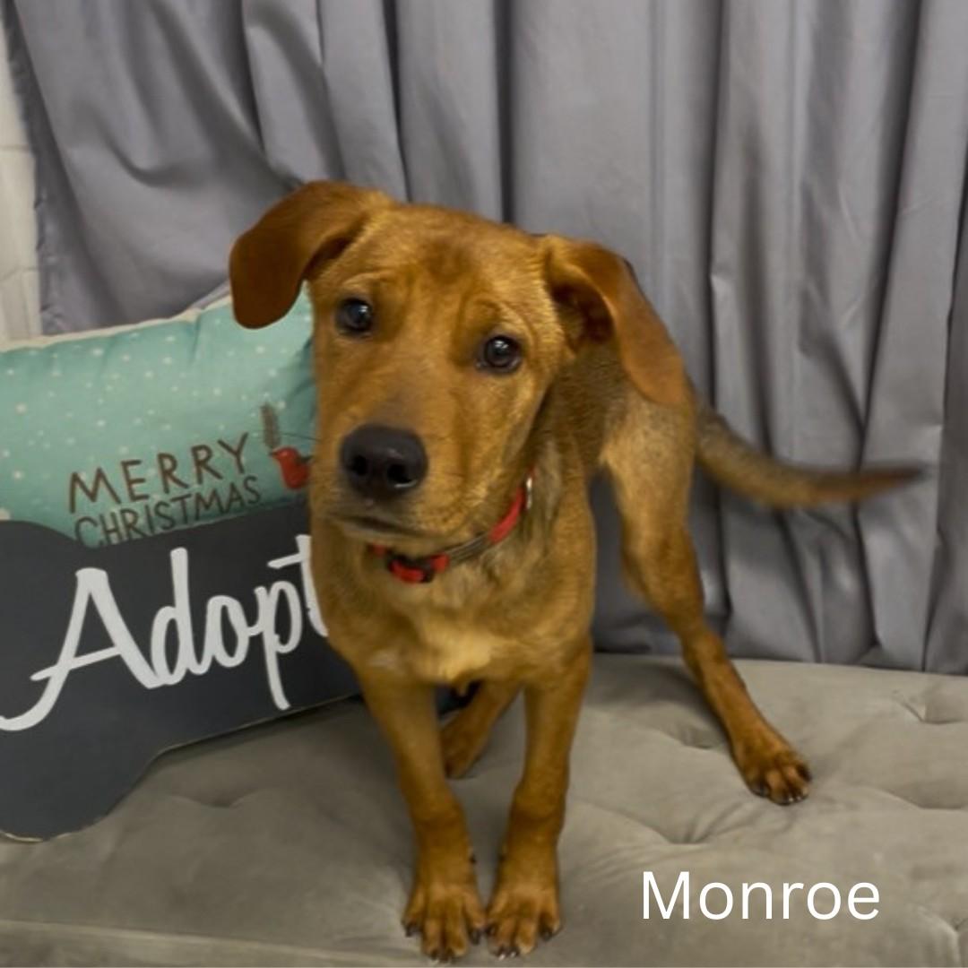 Enlarge Monroe, a ADOPTABLE mixed breed in Shreveport, LA image 1/1