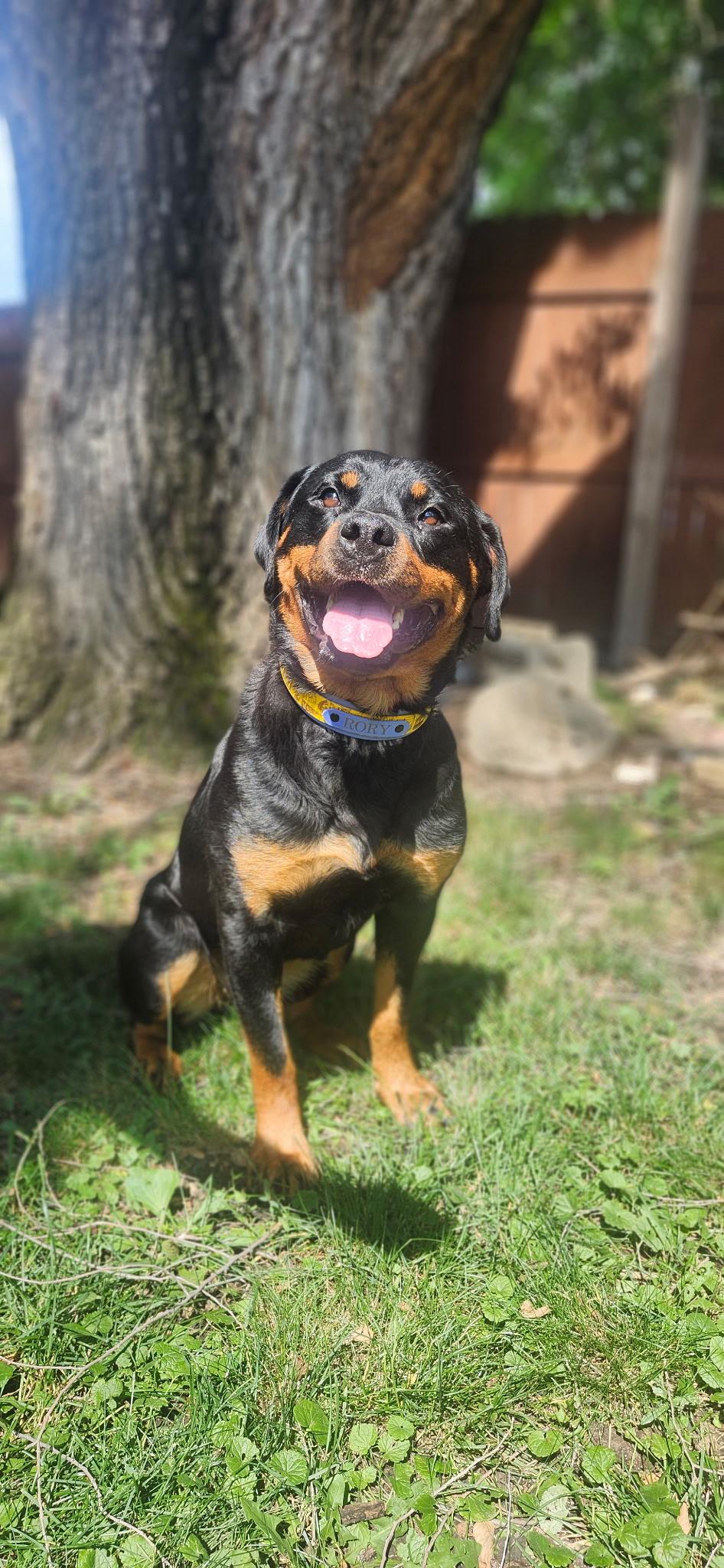 Rory (CP), a ADOPTABLE Rottweiler in Clinton, IL image 3/3