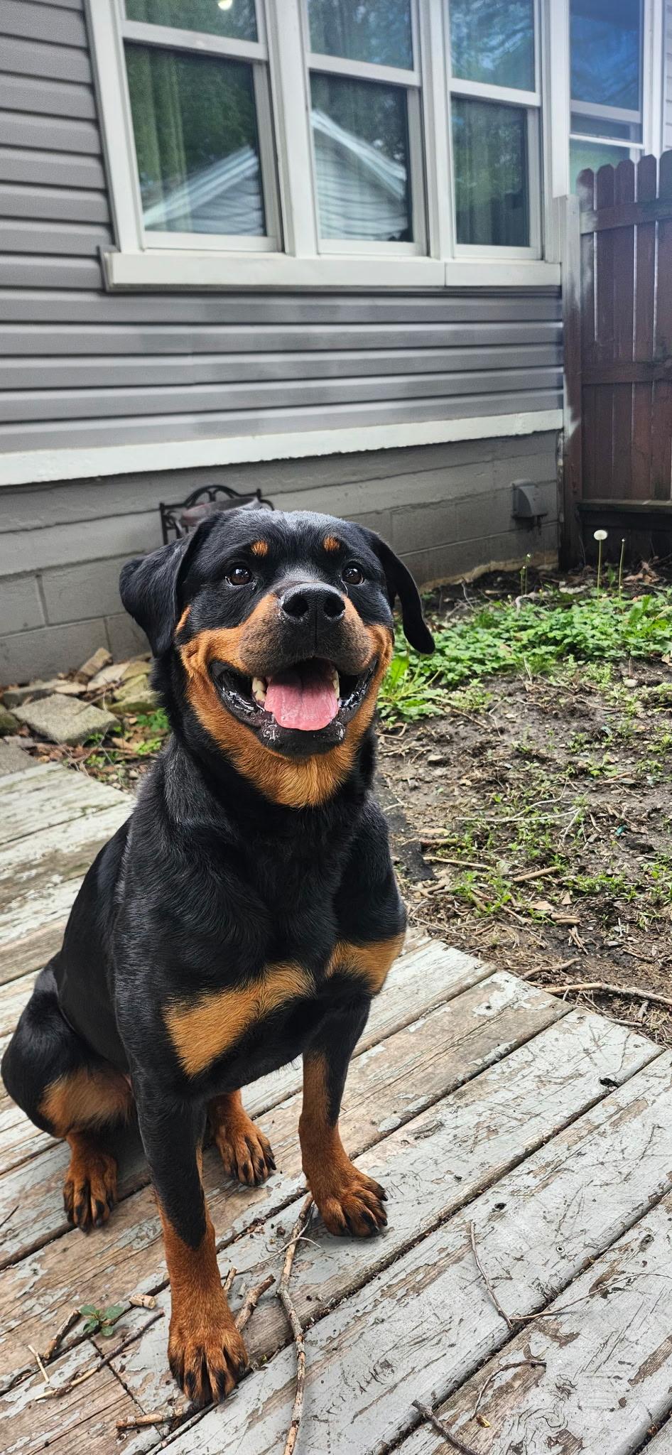 Rory (CP), ADOPTABLE, Adult Female Rottweiler.