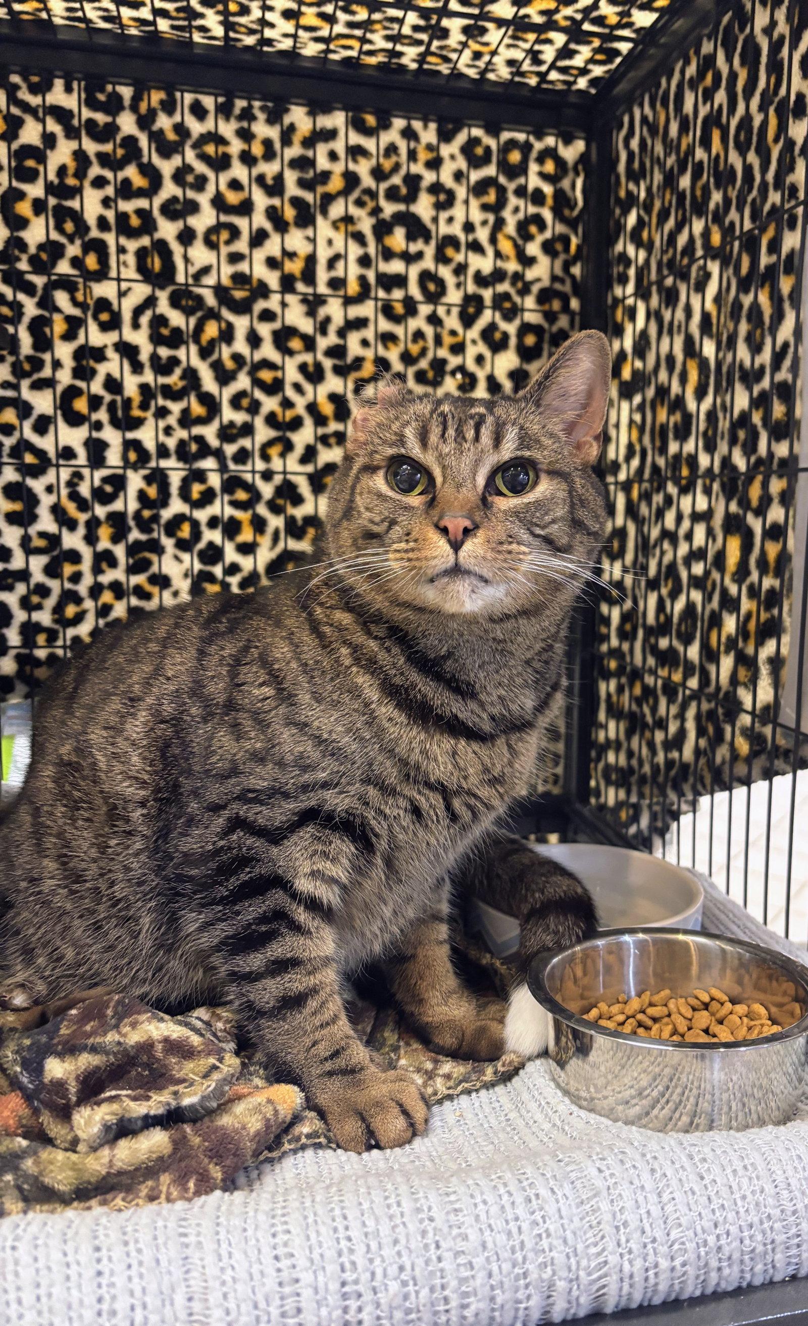 Tippy, a Adopted Domestic Short Hair in Allentown, PA image 1/3