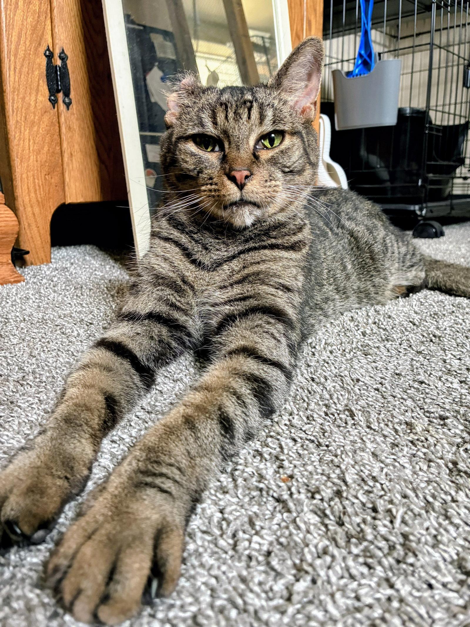 Tippy, a Adopted Domestic Short Hair in Allentown, PA image 2/3