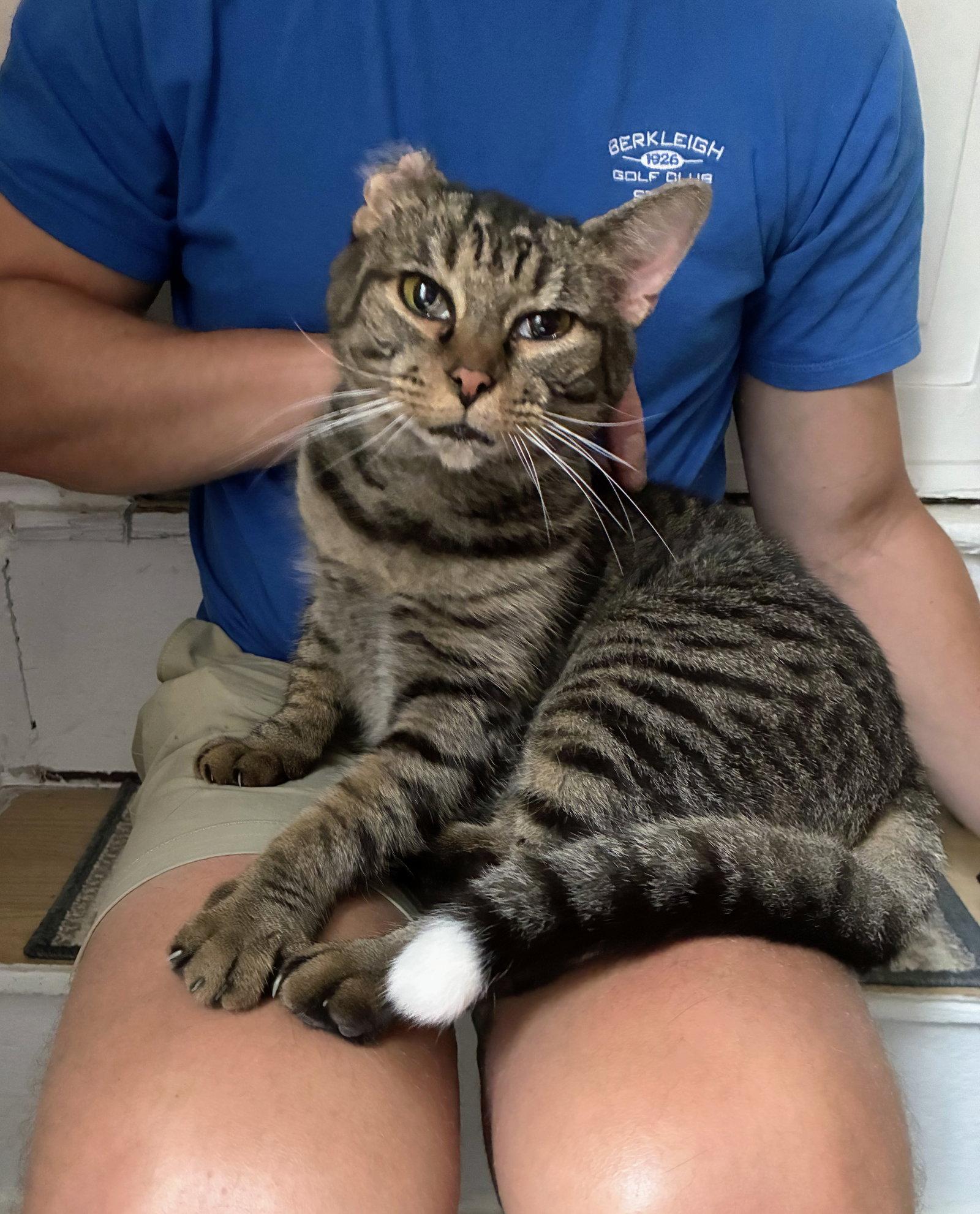 Tippy, a Adopted Domestic Short Hair in Allentown, PA image 3/3