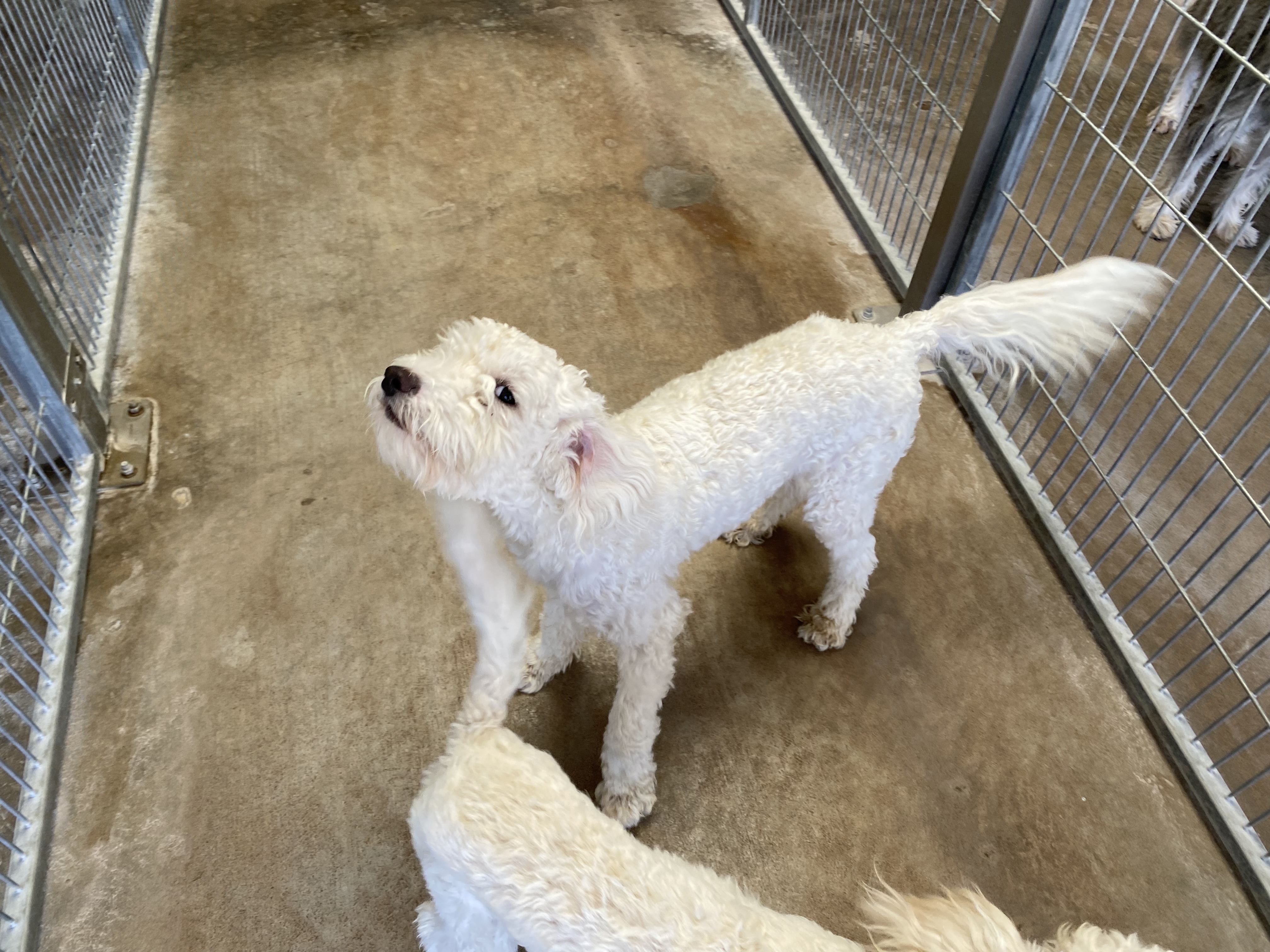 Dog for adoption Jasper, a Poodle in El Paso, TX Petfinder