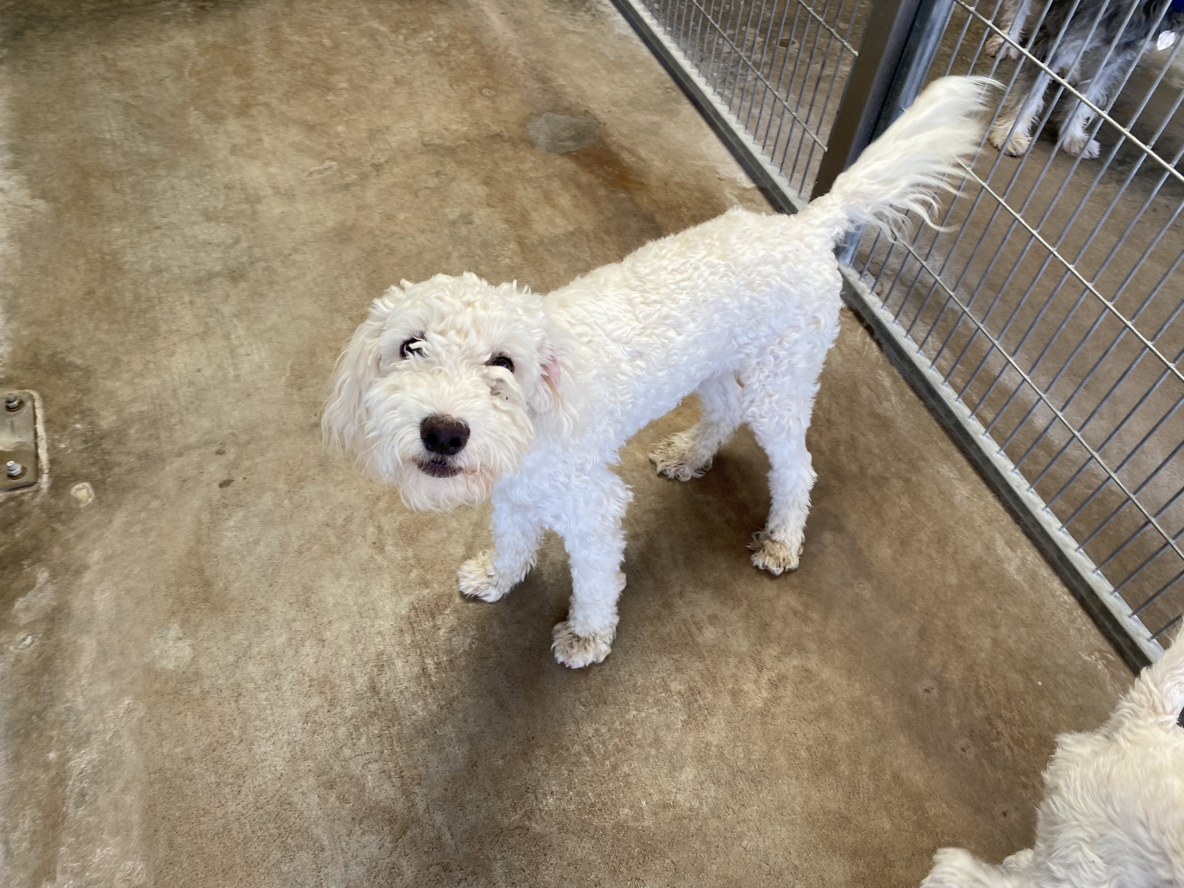 Dog for adoption Jasper, a Poodle in El Paso, TX Petfinder