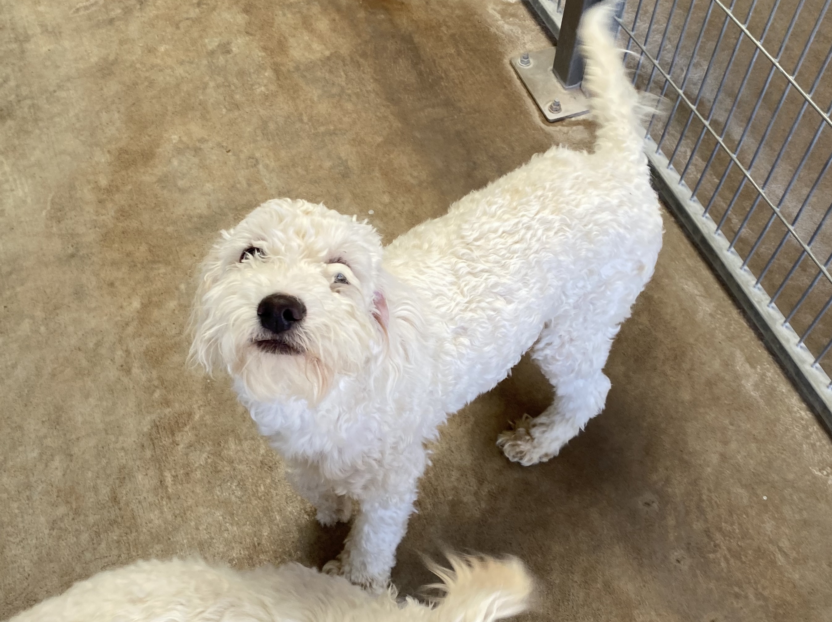 Dog for adoption Jasper, a Poodle in El Paso, TX Petfinder