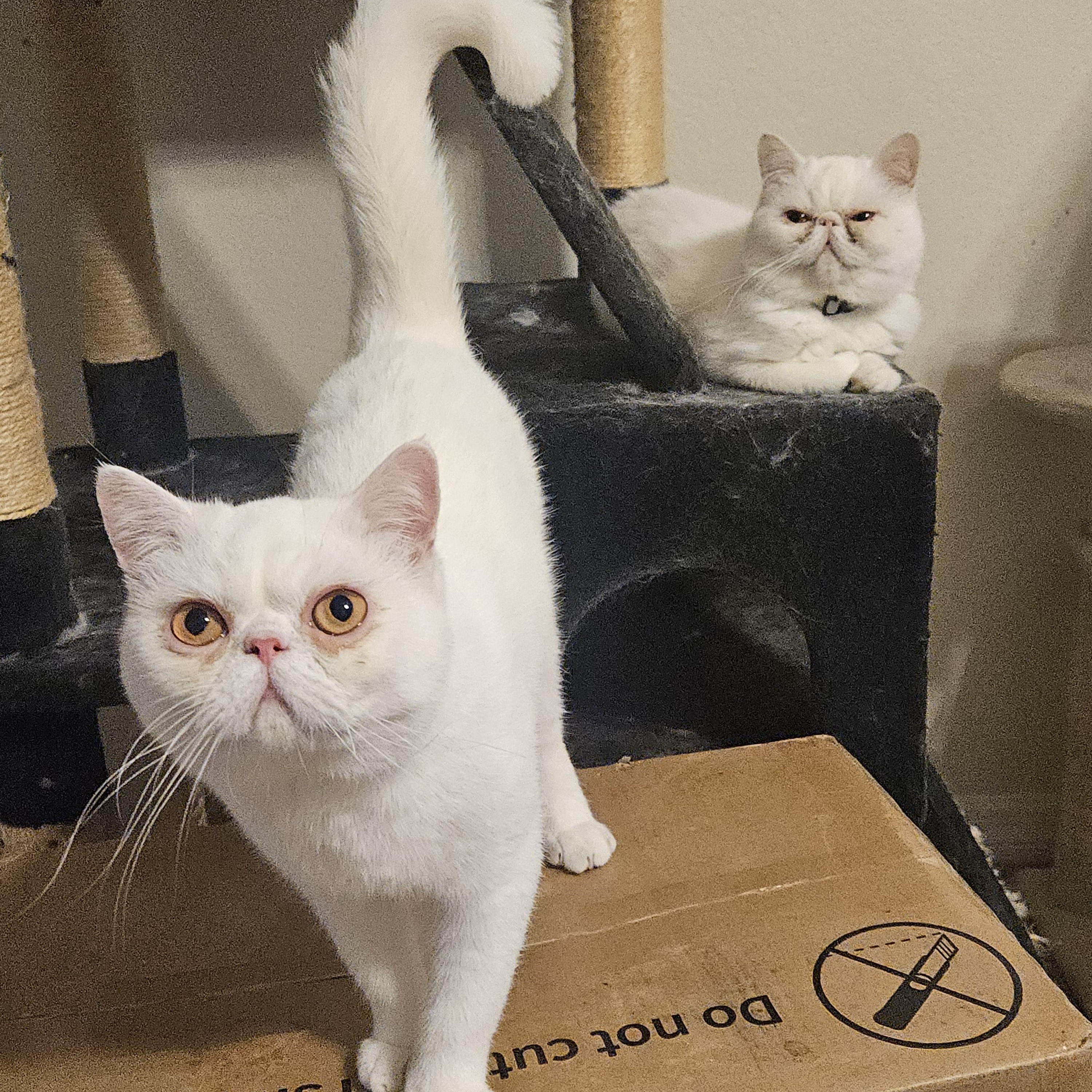 Enlarge Olly, a Adoptable Exotic Shorthair in Orlando, FL image 3/5