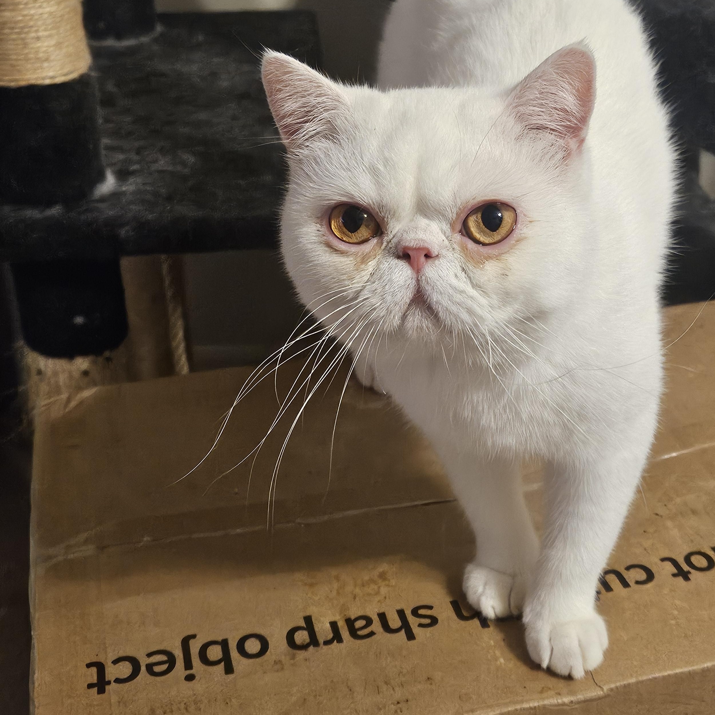 Enlarge Olly, a Adoptable Exotic Shorthair in Orlando, FL image 1/5