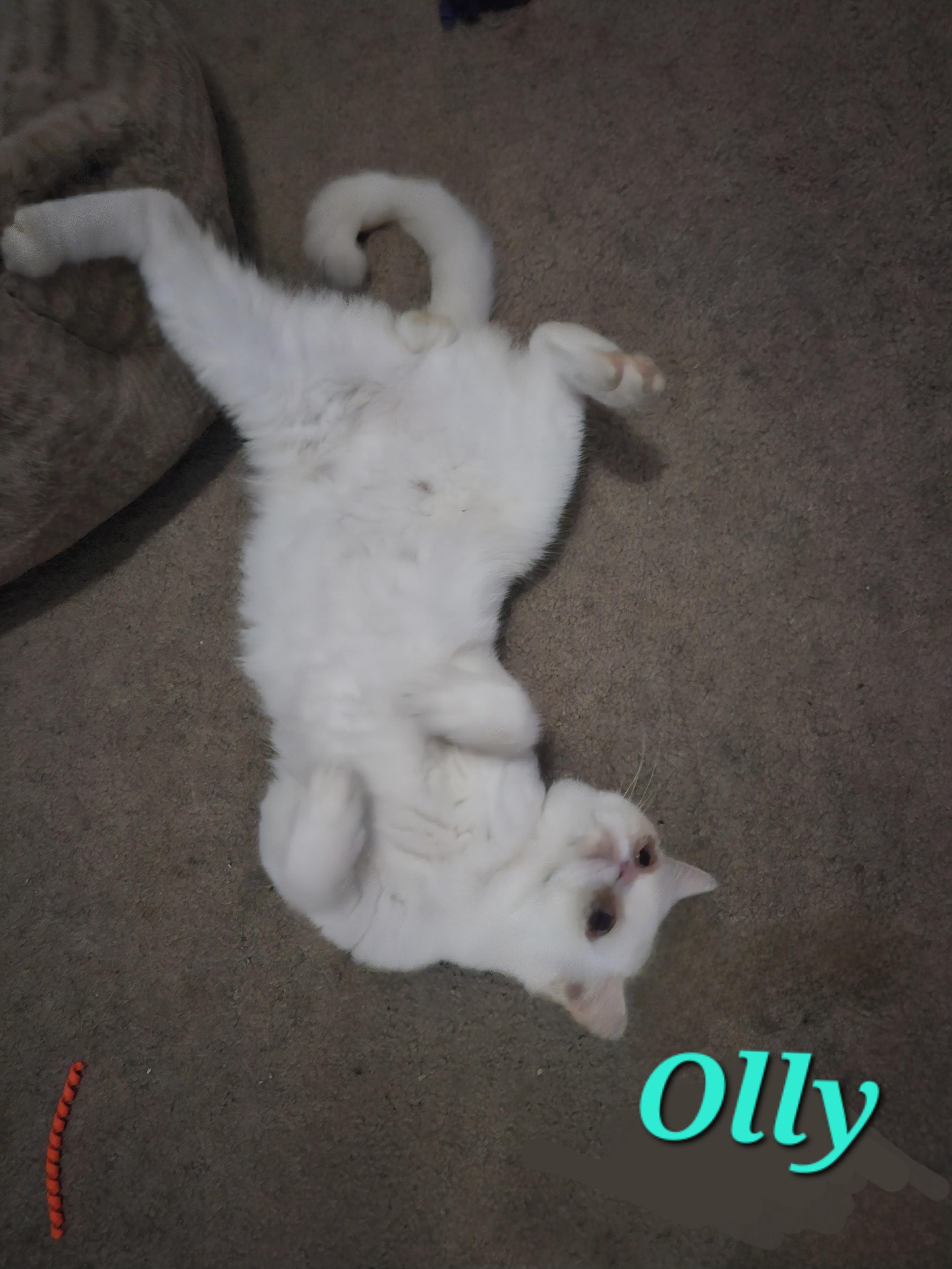 Olly, a Adoptable Exotic Shorthair in Orlando, FL image 5/5