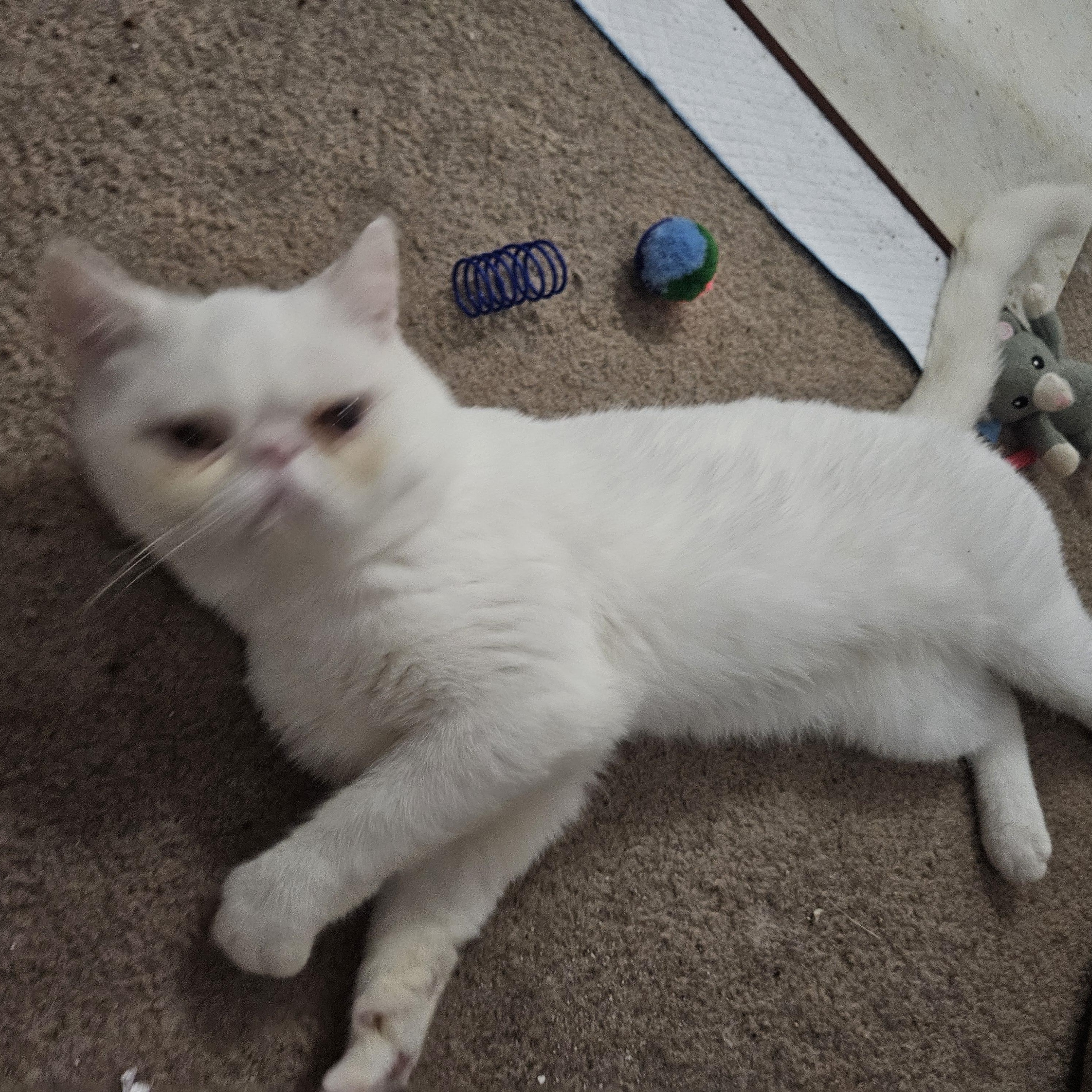 Olly, Adoptable, Young Male Exotic Shorthair.