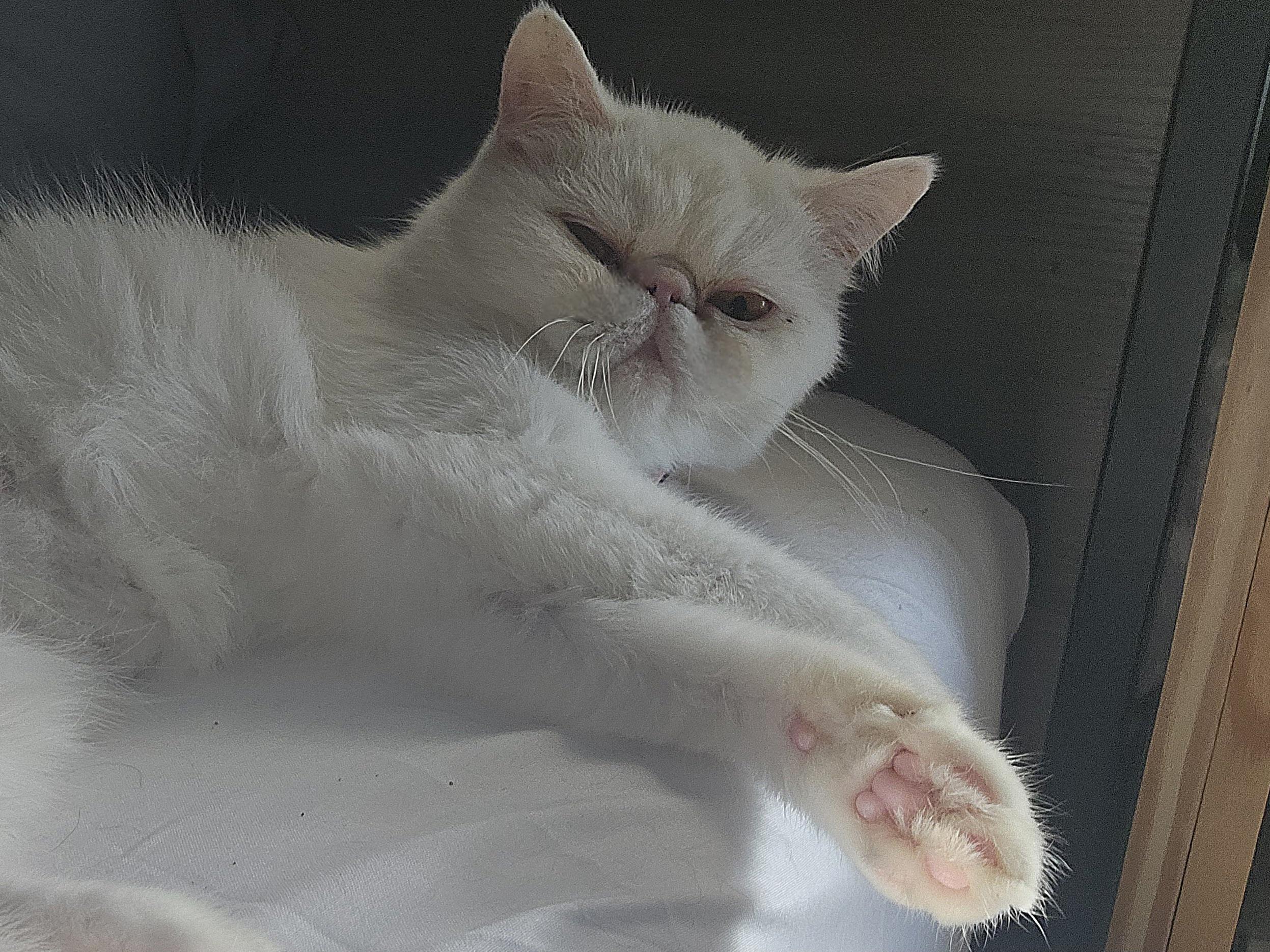 Olly, a Adoptable Exotic Shorthair in Orlando, FL image 2/5