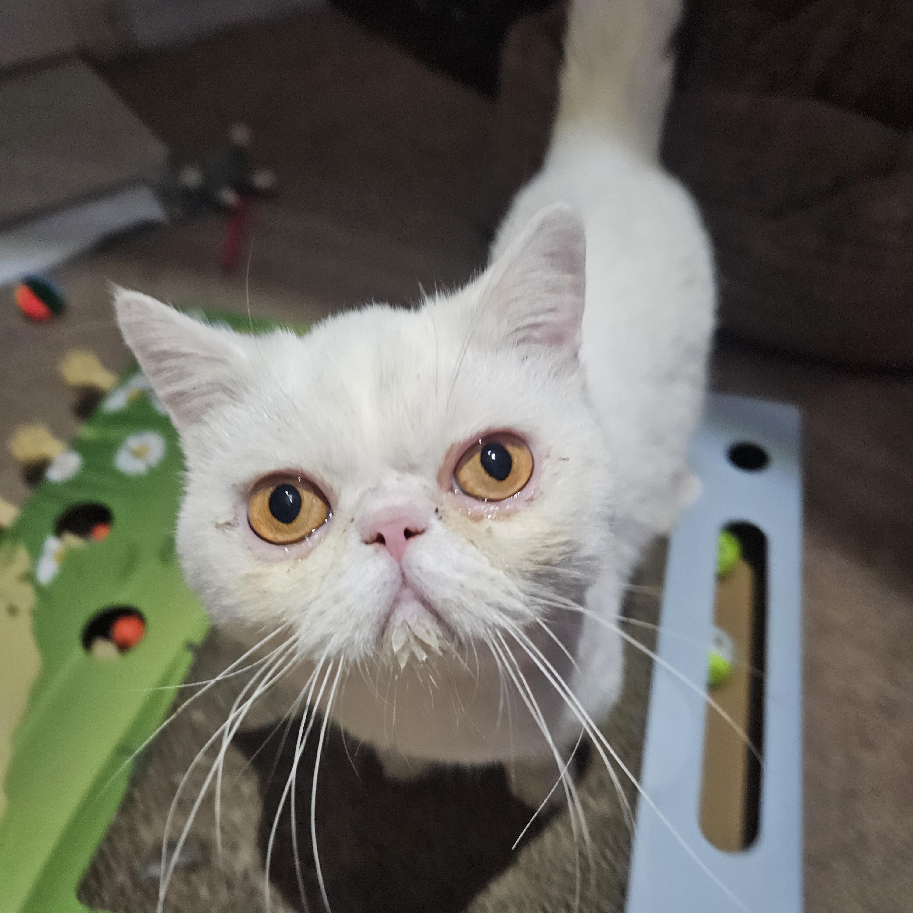 Olly, a Adoptable Exotic Shorthair in Orlando, FL image 3/5
