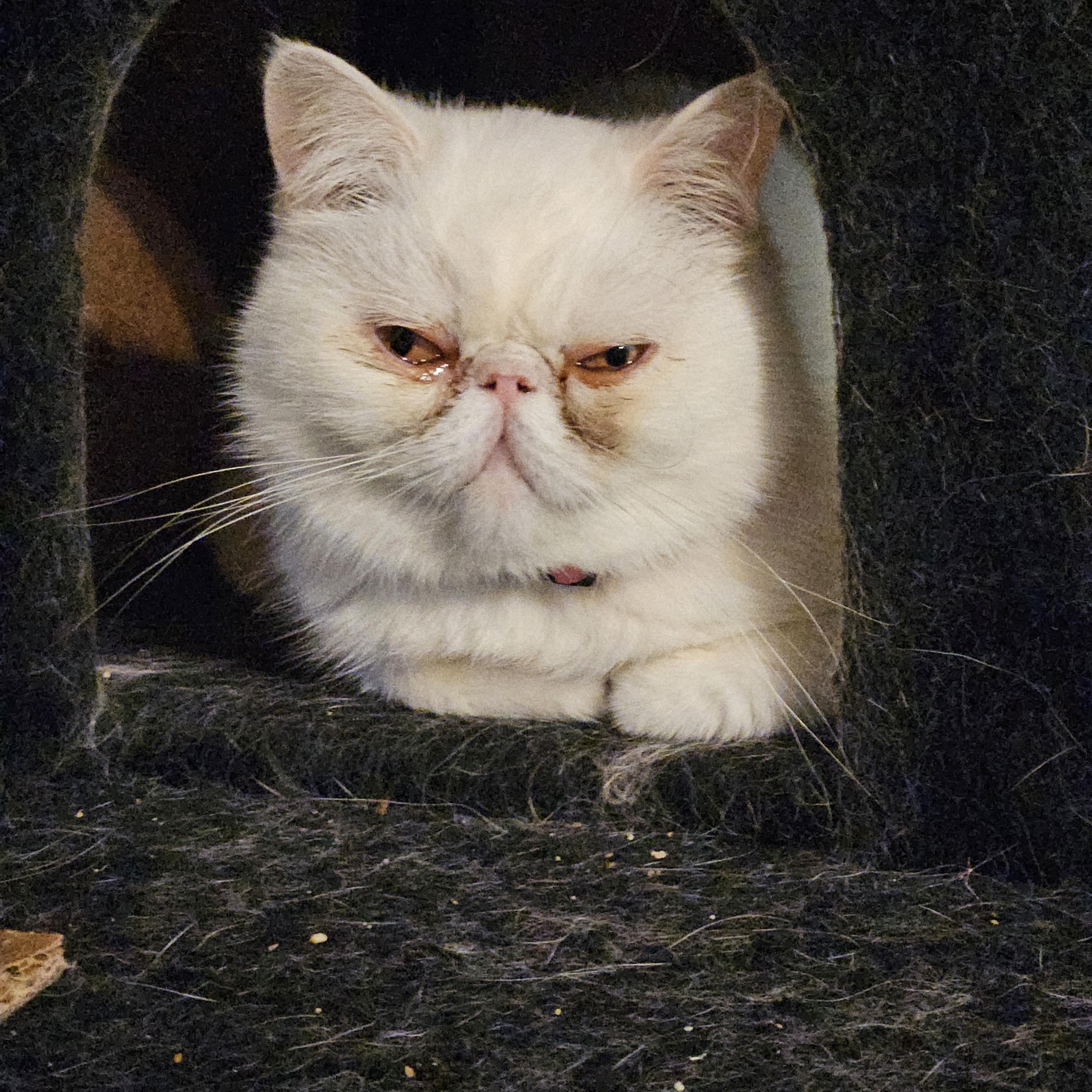 Olly, Adoptable, Young Male Exotic Shorthair.