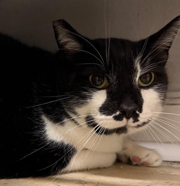 Enlarge DJ, a ADOPTABLE Domestic Short Hair in Camarillo, CA image 1/1