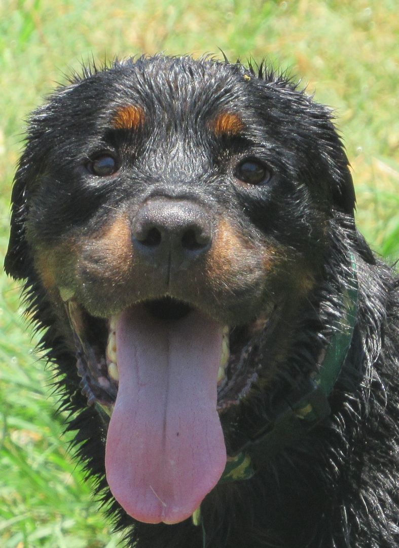 Blitz, a Adoptable Rottweiler in Rockdale, TX image 1/12