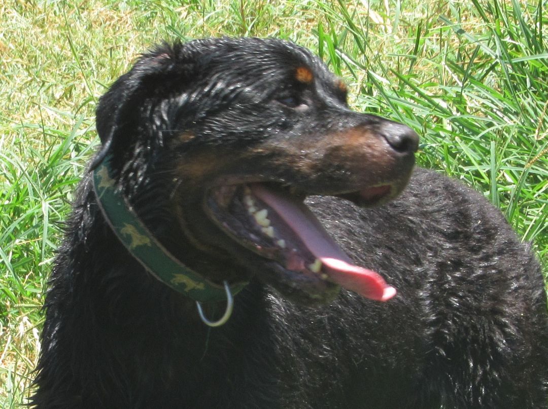 Blitz, a Adoptable Rottweiler in Rockdale, TX image 2/12