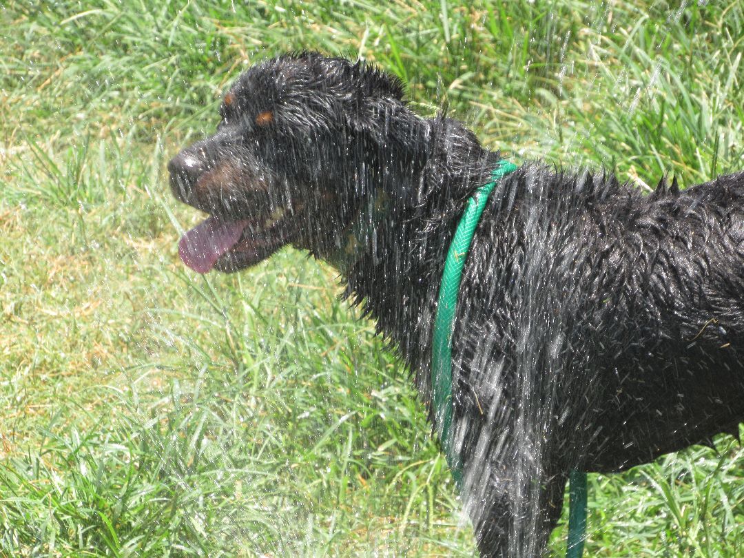 Blitz, a Adoptable Rottweiler in Rockdale, TX image 3/12