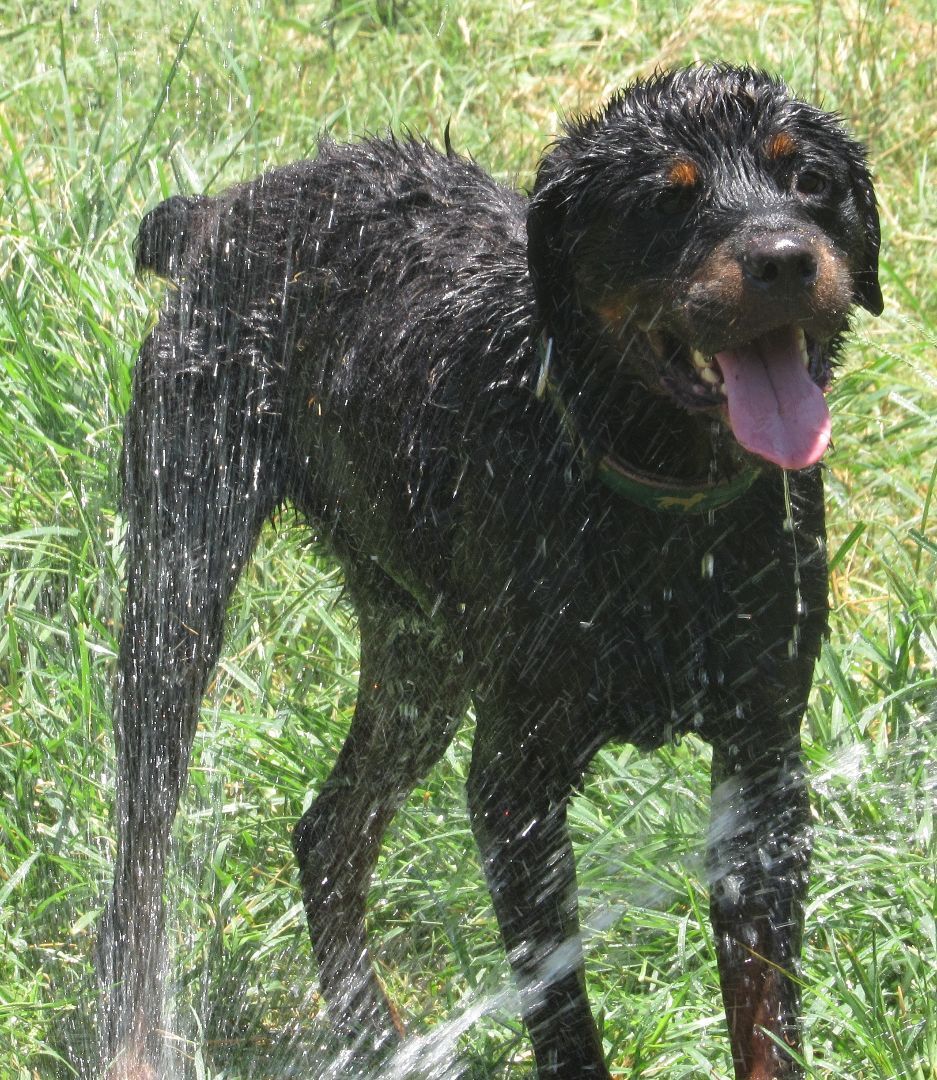 Blitz, a Adoptable Rottweiler in Rockdale, TX image 4/12