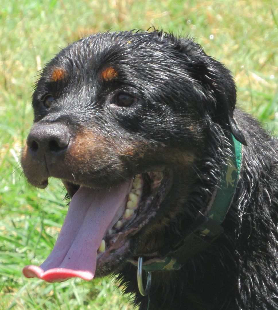 Blitz, a Adoptable Rottweiler in Rockdale, TX image 5/12
