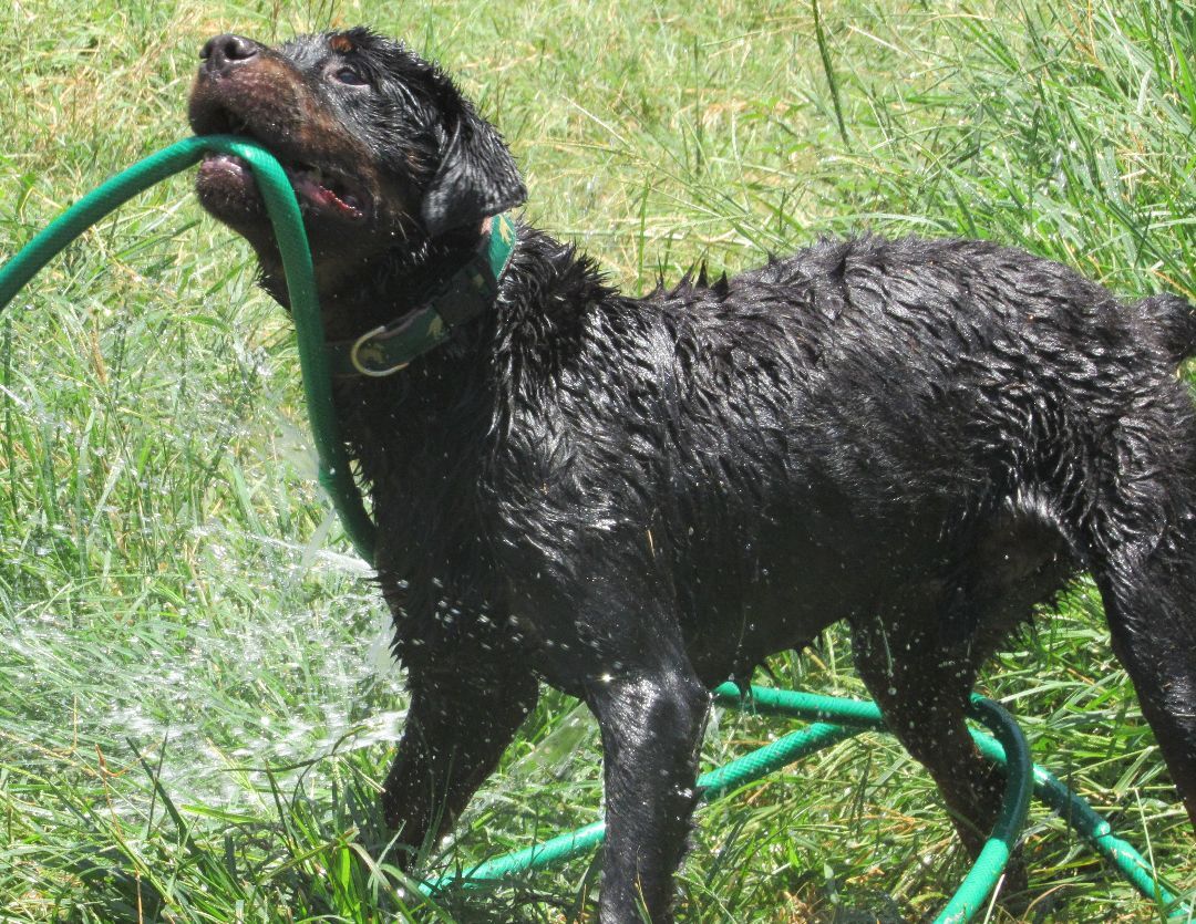 Blitz, a Adoptable Rottweiler in Rockdale, TX image 6/12