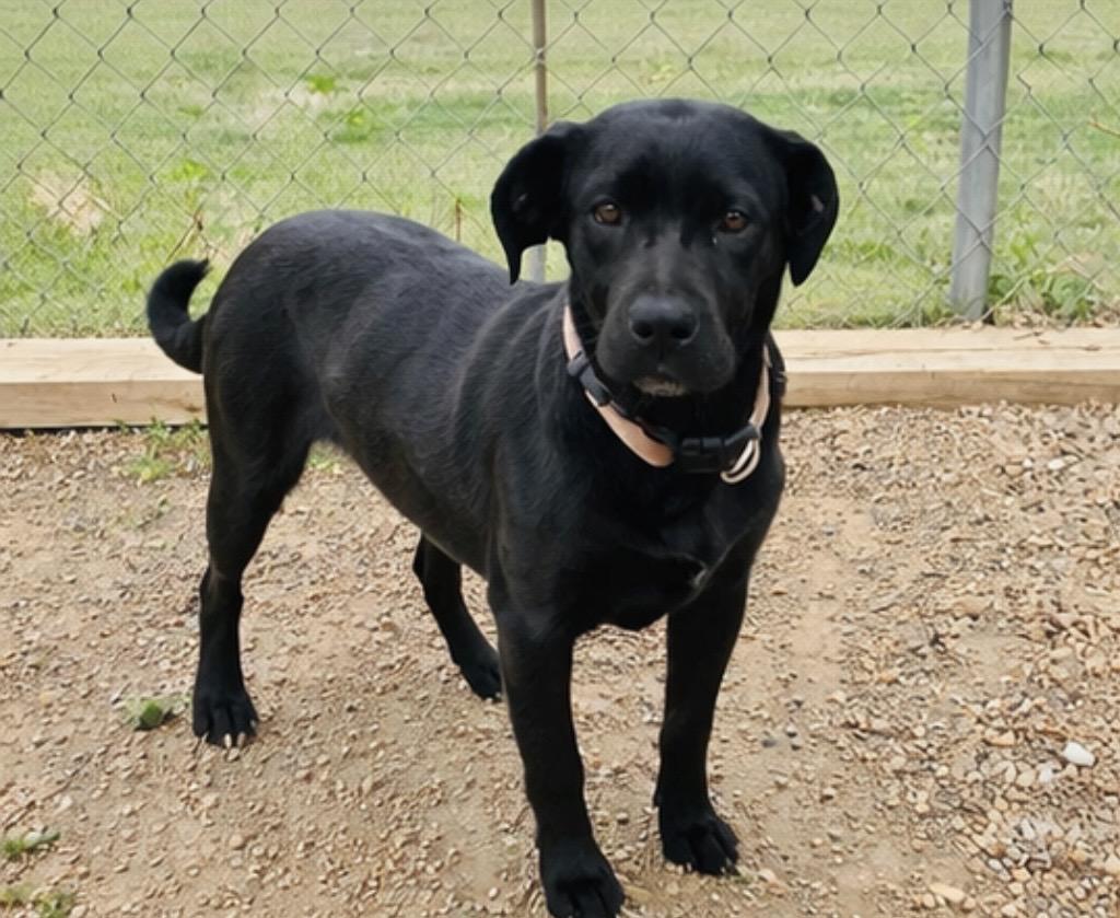 Enlarge Onyx , a ADOPTABLE mixed breed in Pelham, NH image 2/6
