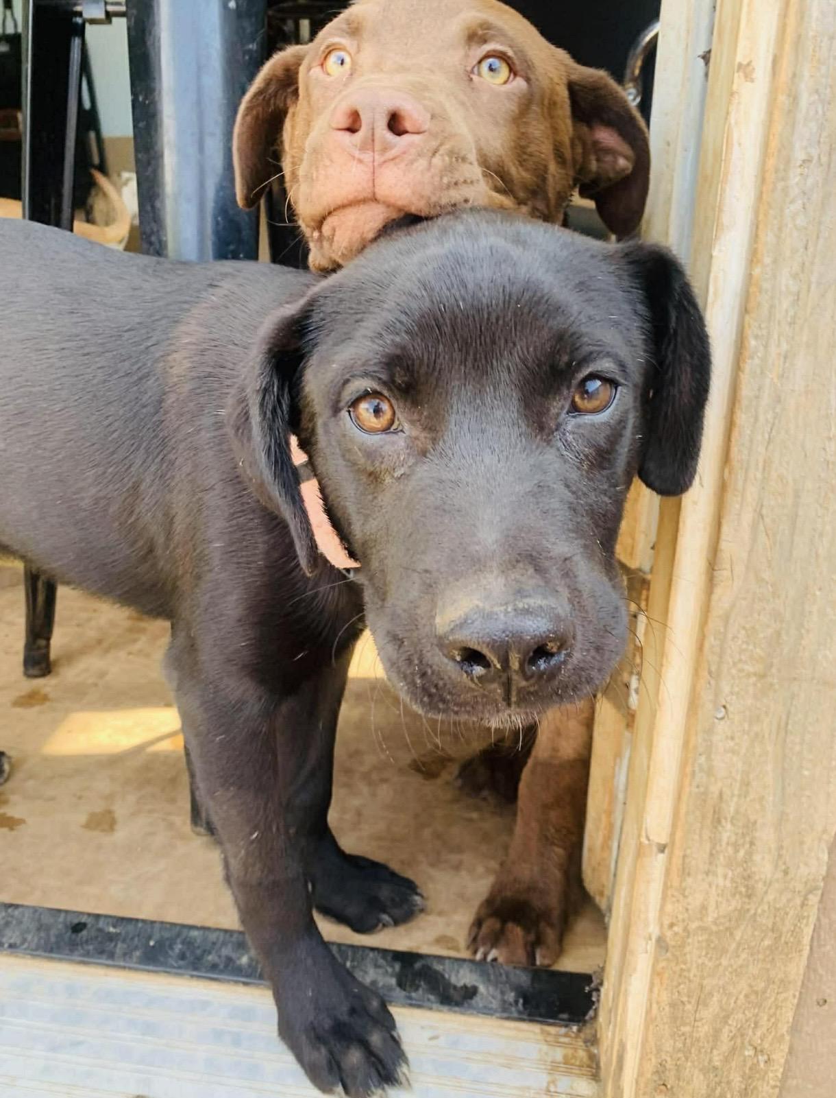 Enlarge Onyx , a ADOPTABLE mixed breed in Pelham, NH image 6/6