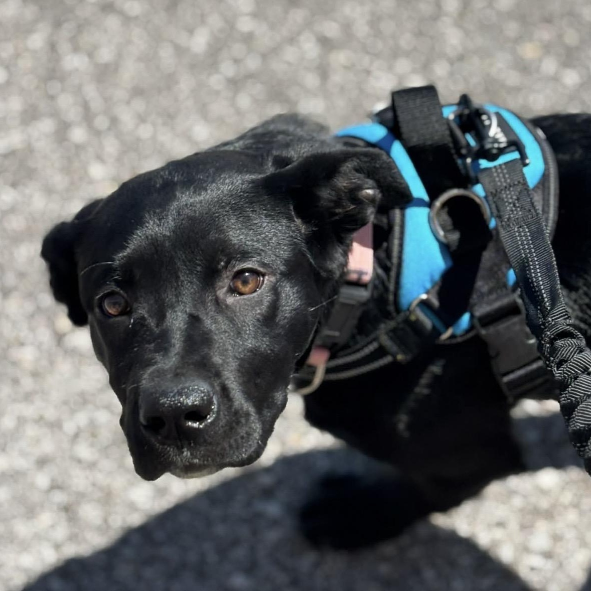 Enlarge Onyx , a ADOPTABLE mixed breed in Pelham, NH image 5/6