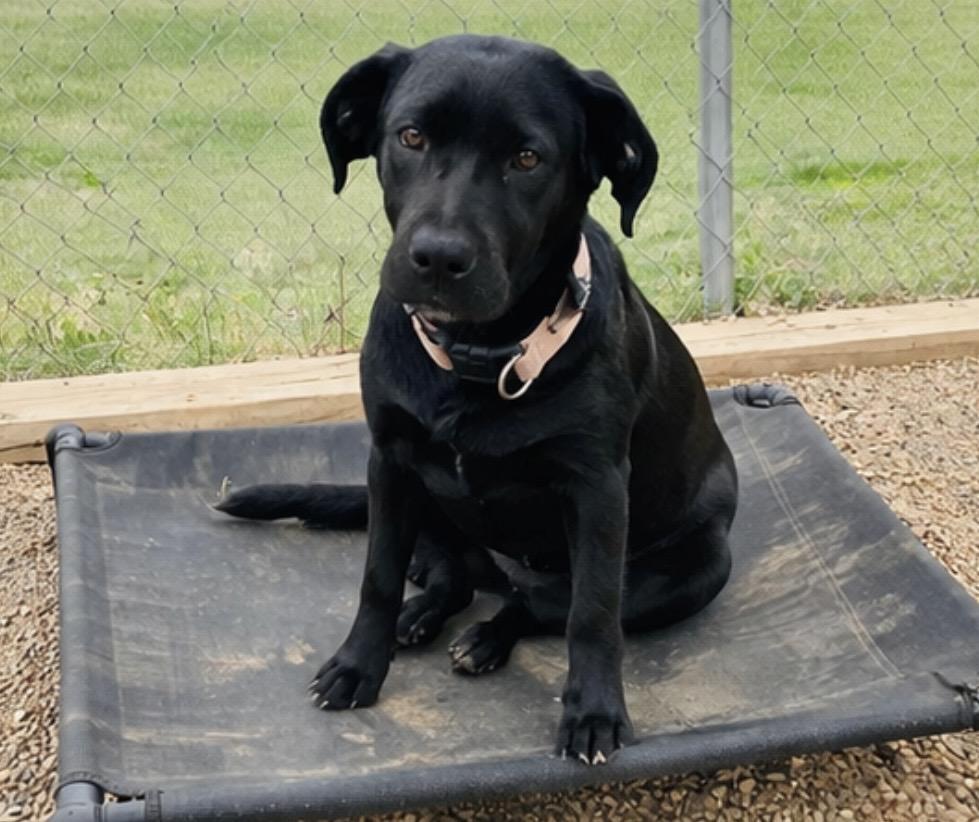 Enlarge Onyx , a ADOPTABLE mixed breed in Pelham, NH image 3/6