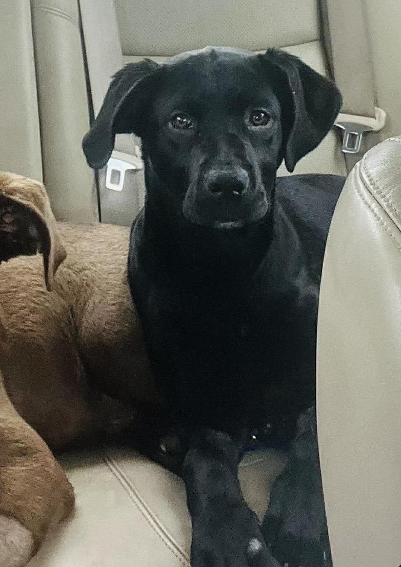 Enlarge Onyx , a ADOPTABLE mixed breed in Pelham, NH image 4/6