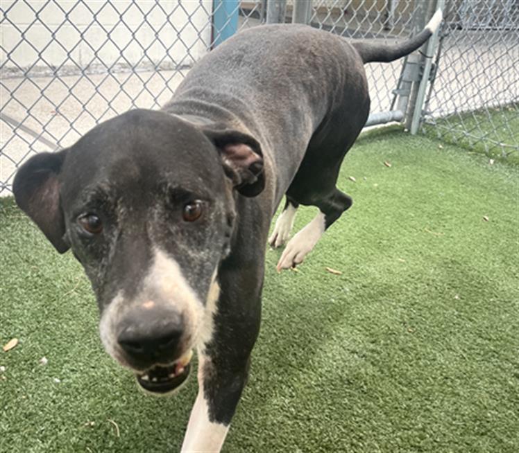 Enlarge AUGUST, a Adoptable mixed breed in Texas City, TX image 1/2