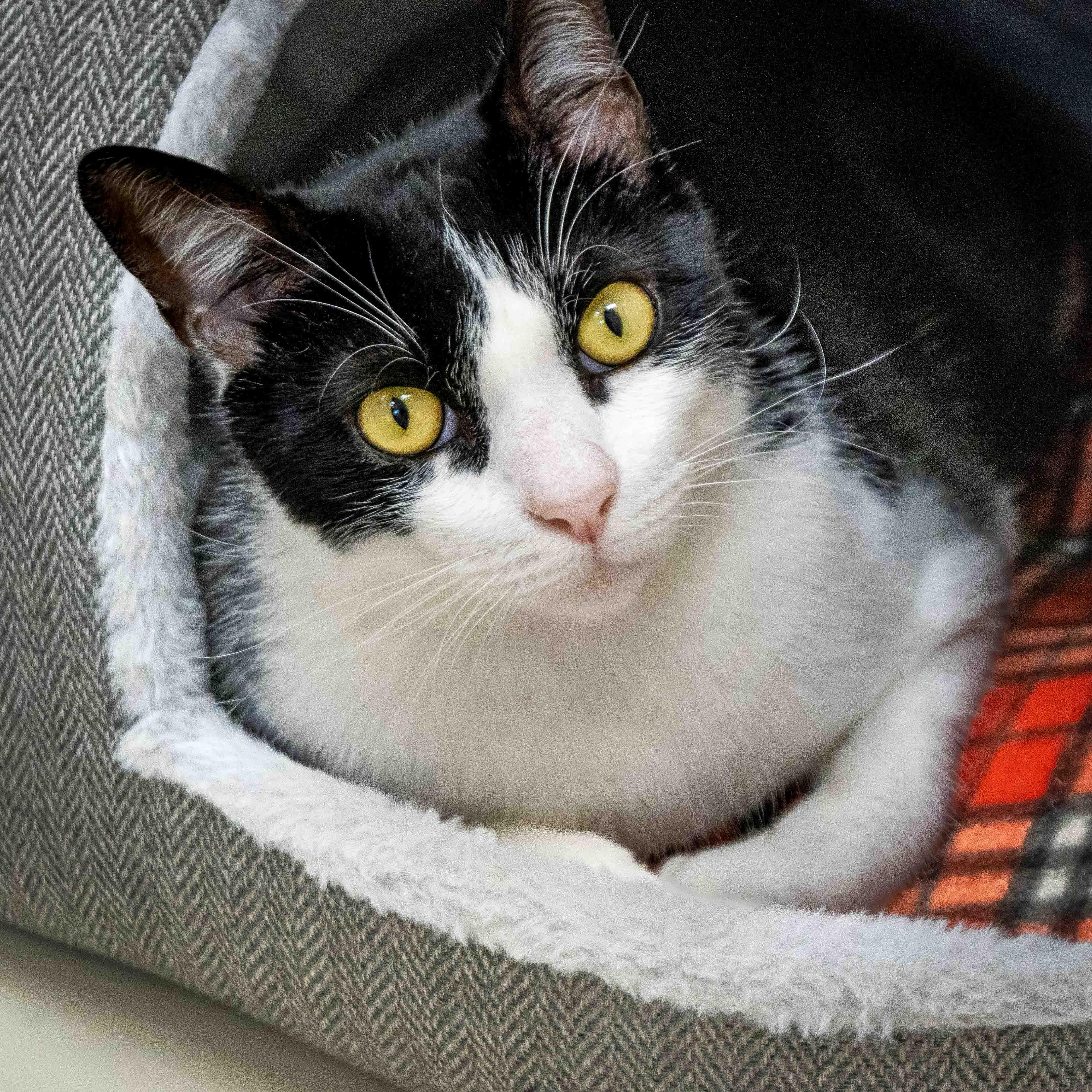 Enlarge Bobby, a ADOPTABLE Domestic Short Hair in Tulsa, OK image 1/1