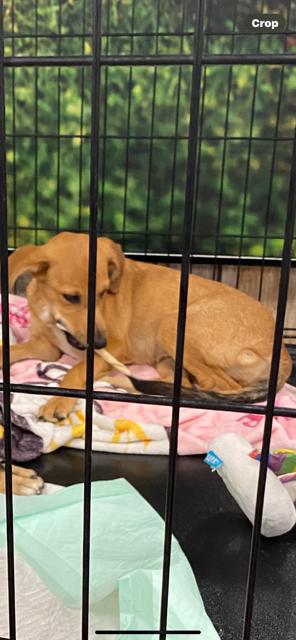 Flynn, Adopted, Young Male Chihuahua & Mixed Breed.