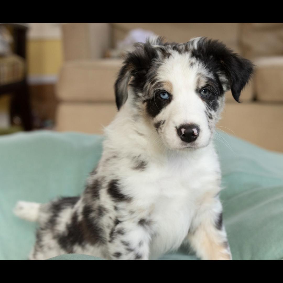 Melbourne, ADOPTABLE, Puppy Male Australian Shepherd.