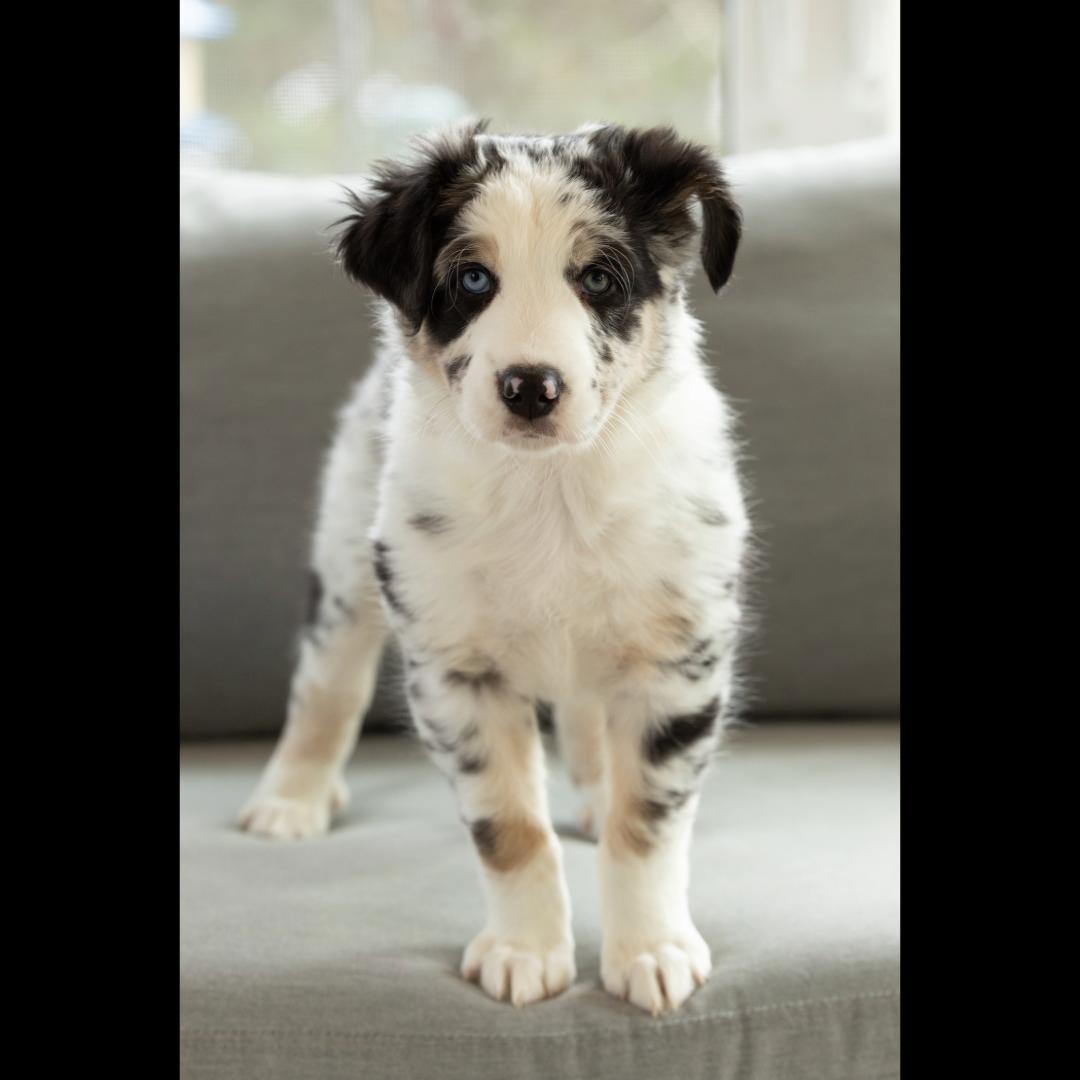 Melbourne, a ADOPTABLE mixed breed in Midlothian, VA image 2/4