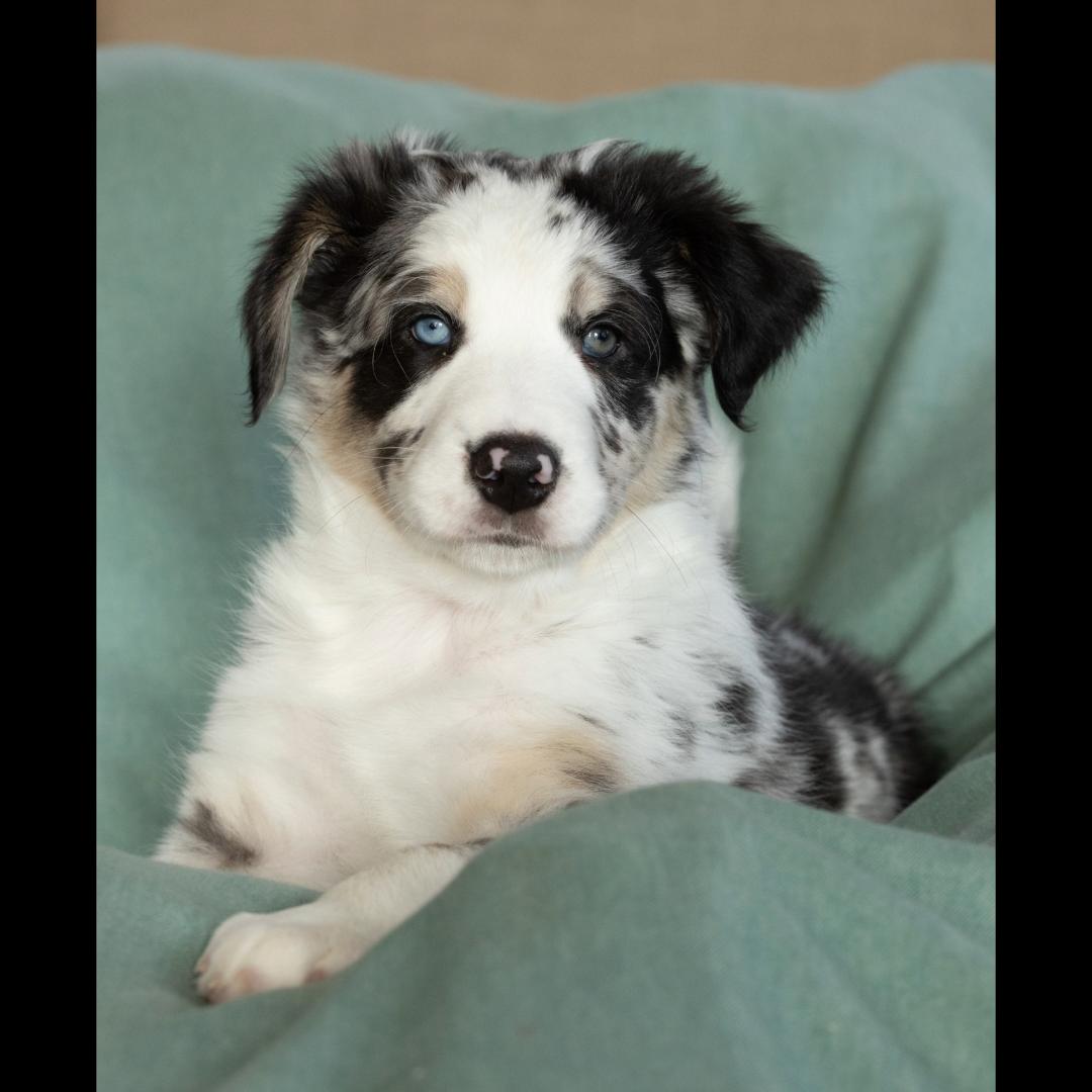 Melbourne, a ADOPTABLE mixed breed in Midlothian, VA image 3/4