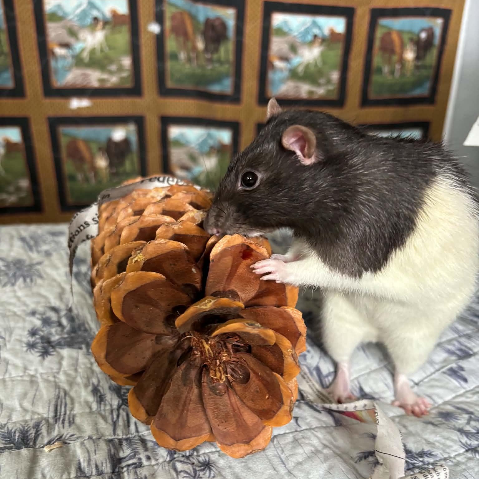 Enlarge Benny, an adopted Rat in Springfield, OR image 1/1