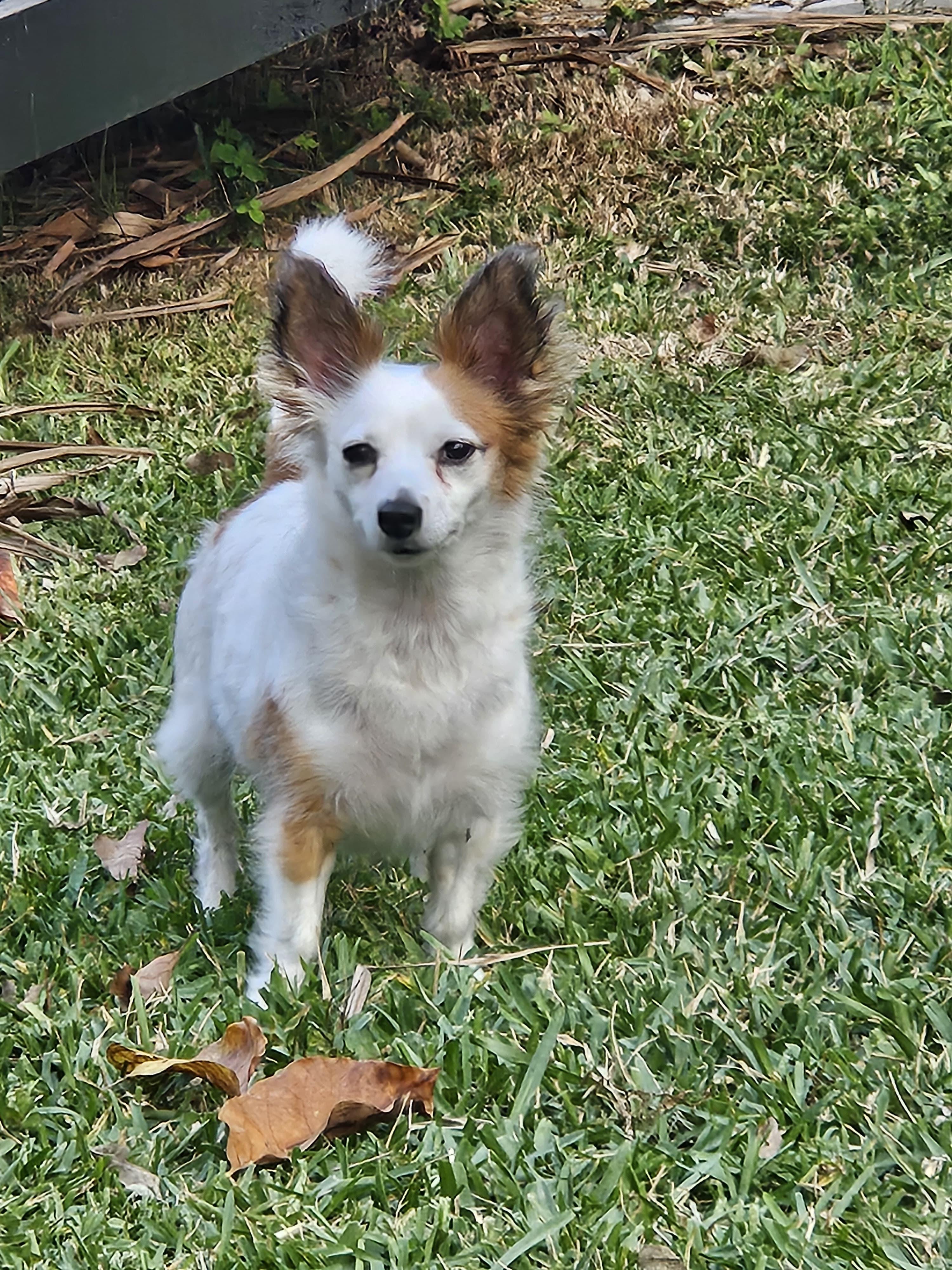 Tofu, Adopted, Adult Female Chihuahua & Papillon.