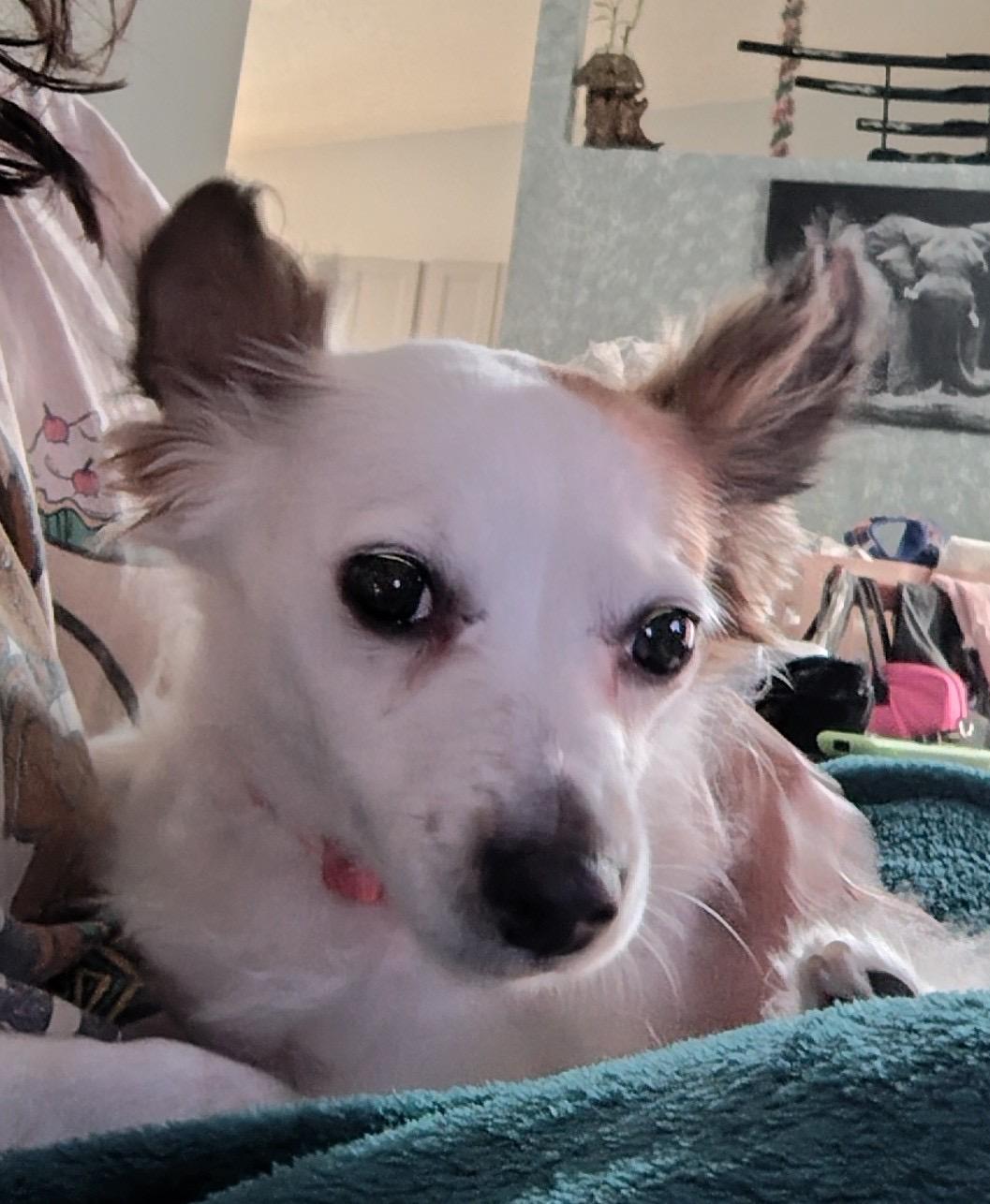 Enlarge Tofu, a Adopted mixed breed in Melbourne , FL image 2/6
