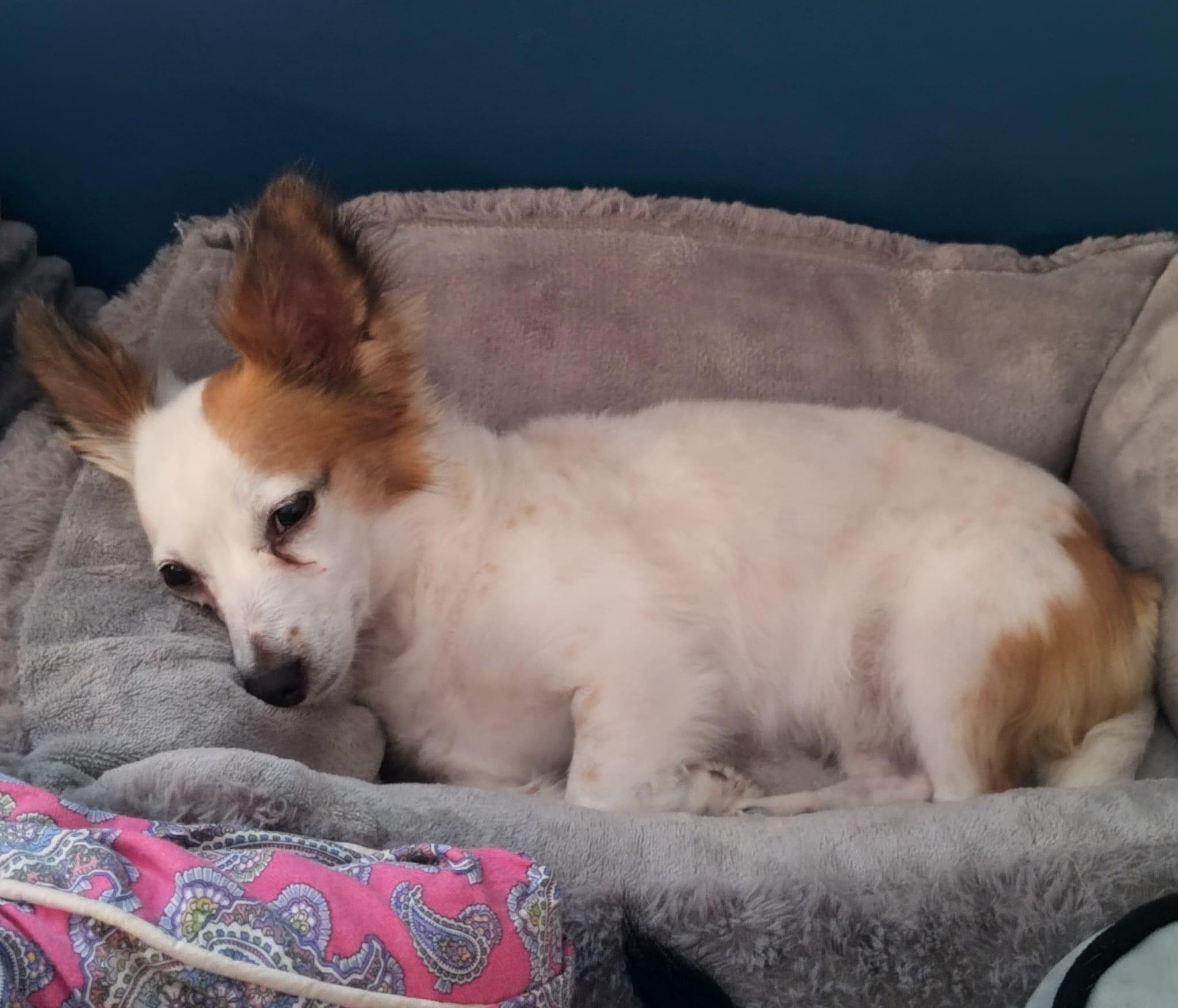 Enlarge Tofu, a Adopted mixed breed in Melbourne , FL image 4/6