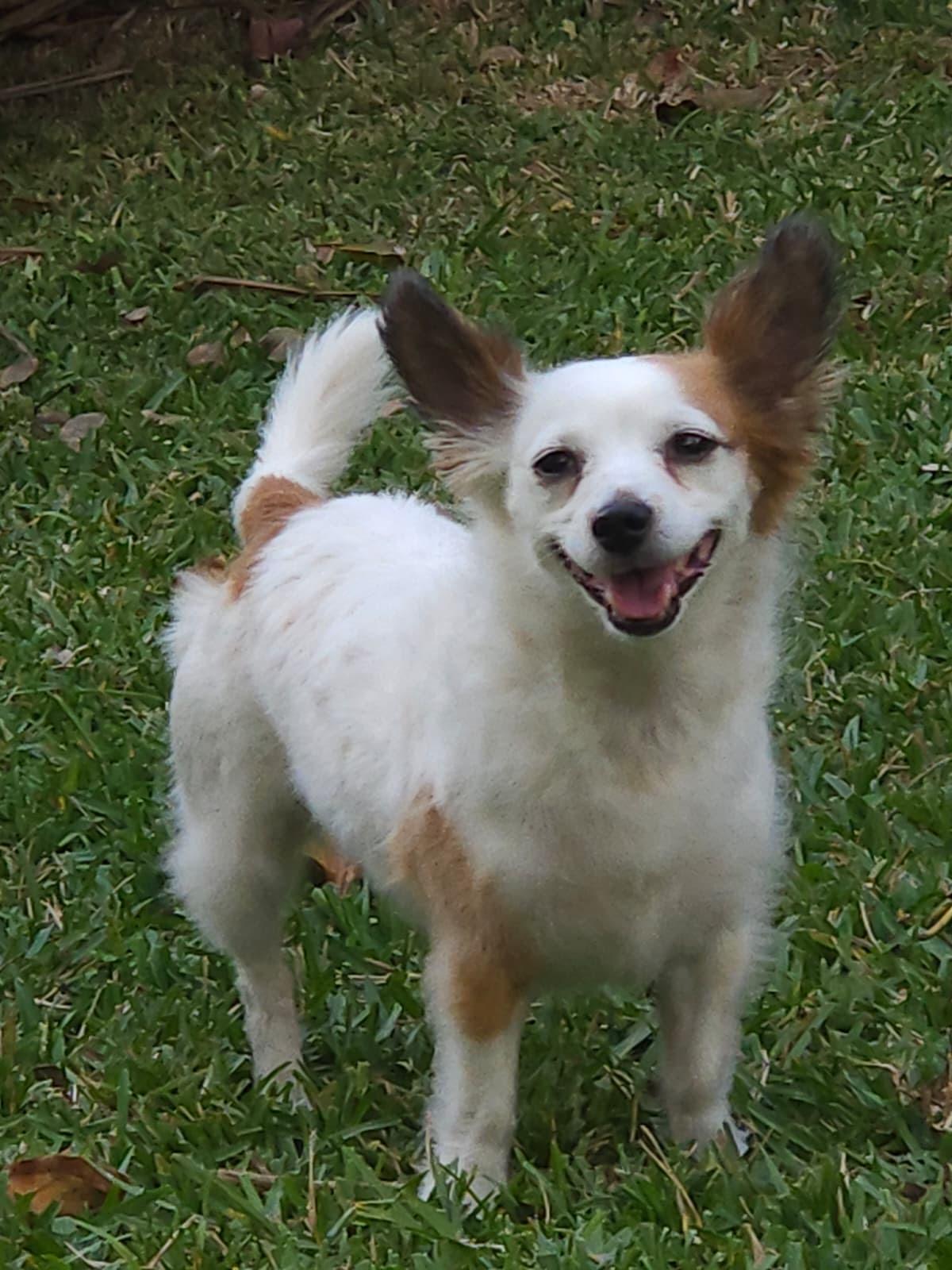 Enlarge Tofu, a Adopted mixed breed in Melbourne , FL image 3/6
