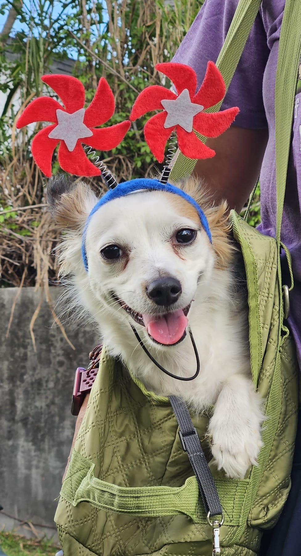 Enlarge Tofu, a Adopted mixed breed in Melbourne , FL image 5/6