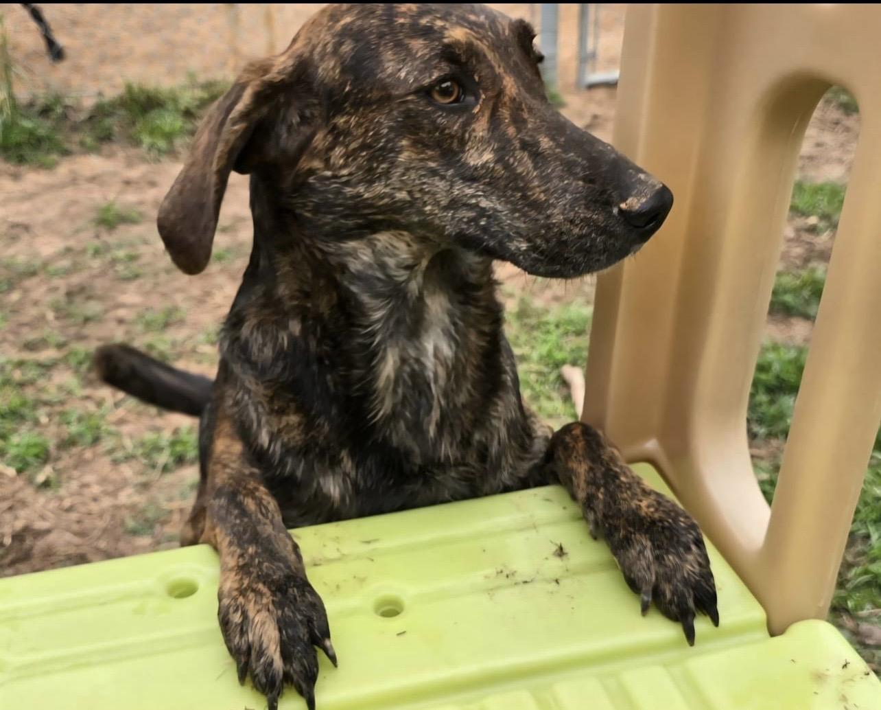Enlarge Bonnie, an adopted mixed breed in Holmen, WI image 3/6