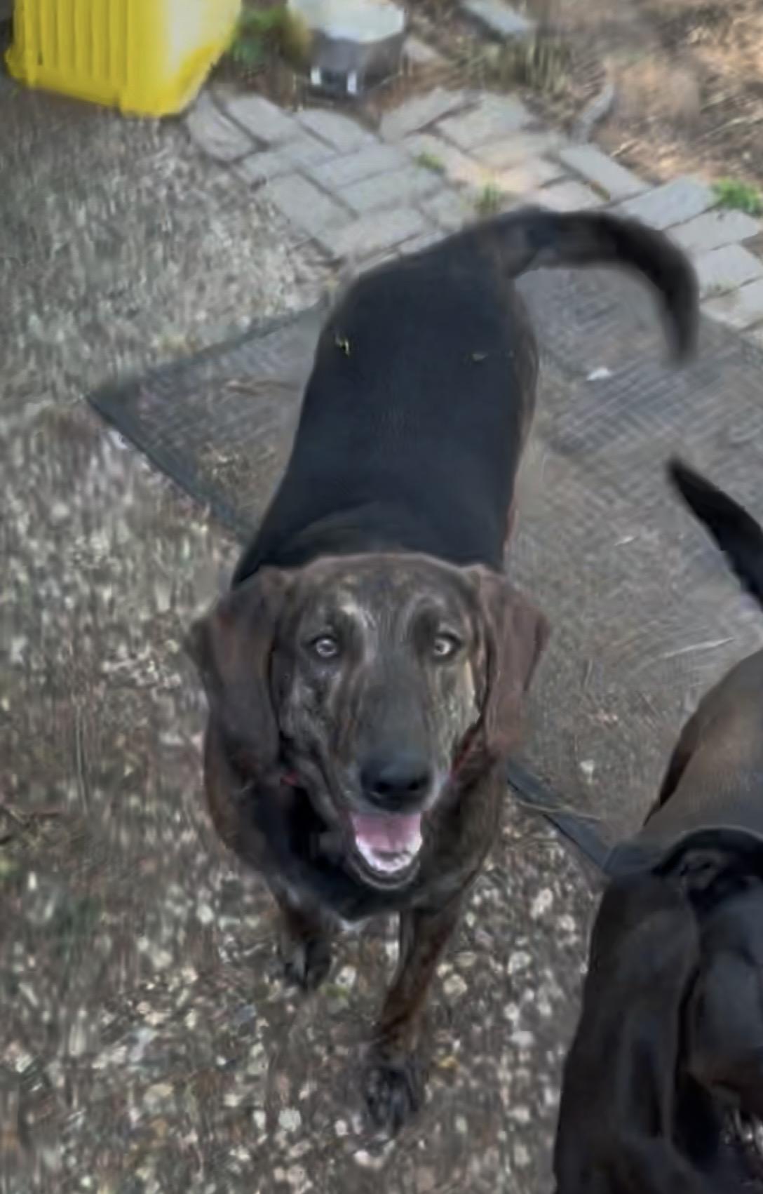 Bonnie, adopted, Adult Female Hound.