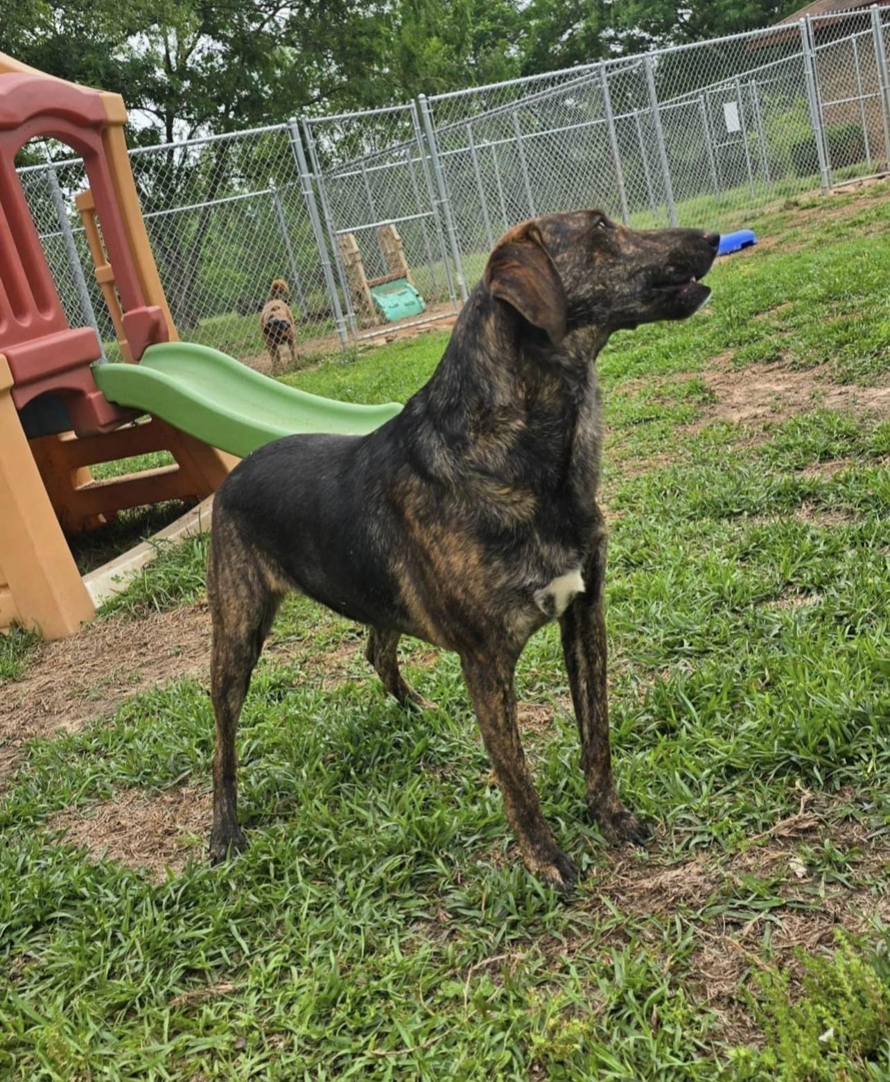 Enlarge Bonnie, an adopted mixed breed in Holmen, WI image 2/6