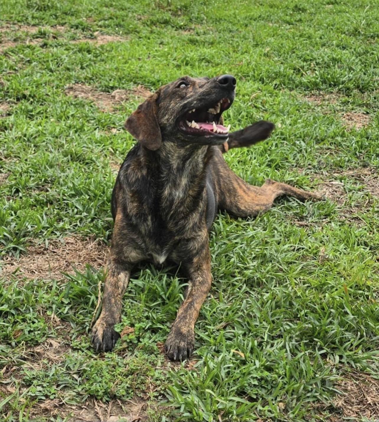 Enlarge Bonnie, an adopted mixed breed in Holmen, WI image 4/6