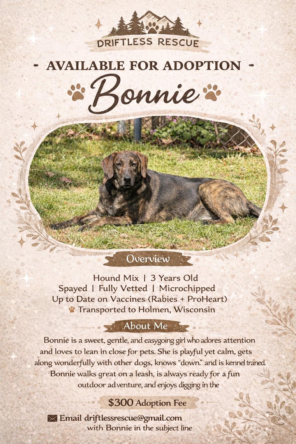 Enlarge Bonnie, an adopted mixed breed in Holmen, WI image 5/6