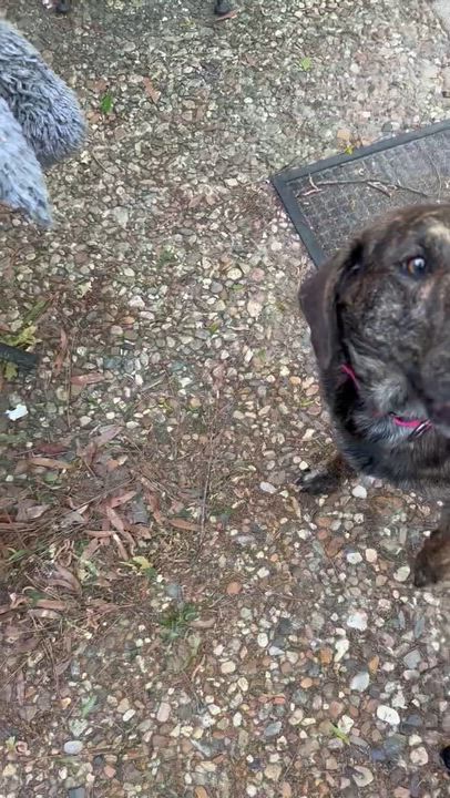 Enlarge Bonnie, an adopted mixed breed in Holmen, WI video 6/6
